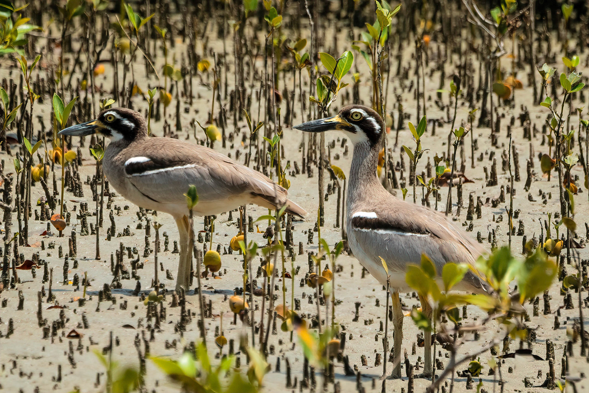 Beach Stone-curlews - Sandon River
