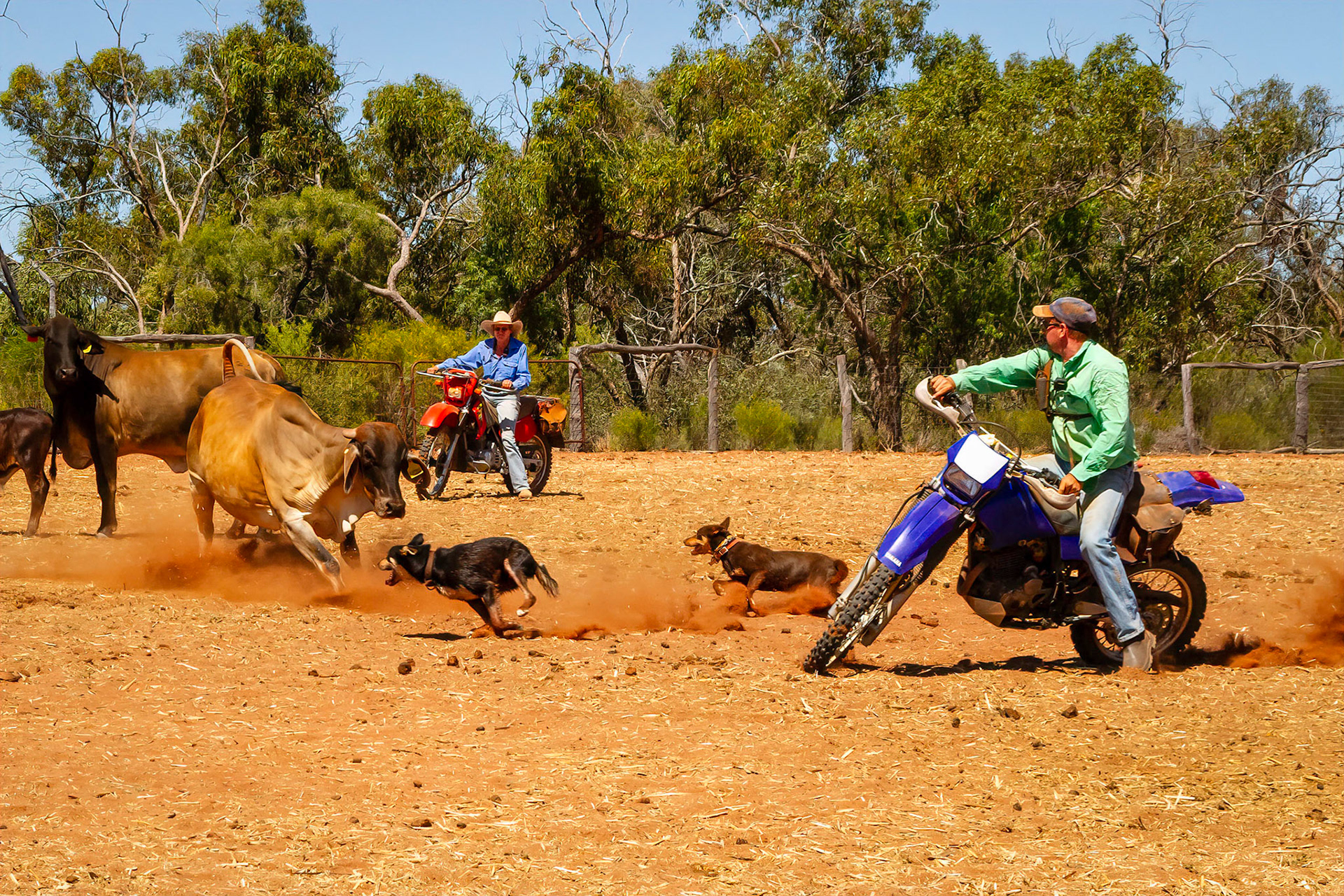 Working Dogs - Kilcowera Station, Thargomindah