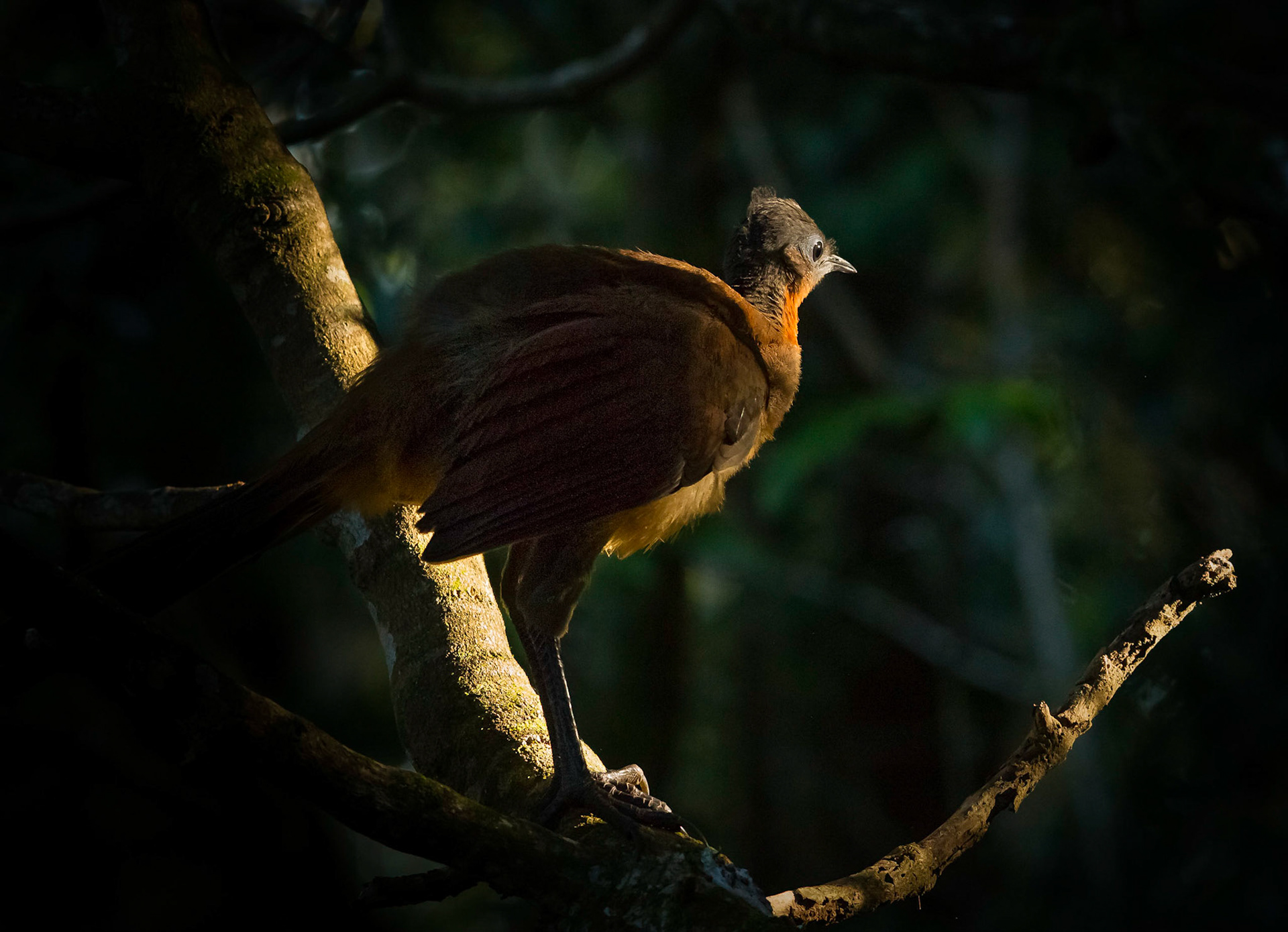 Albert's Lyrebird - Lamington NP