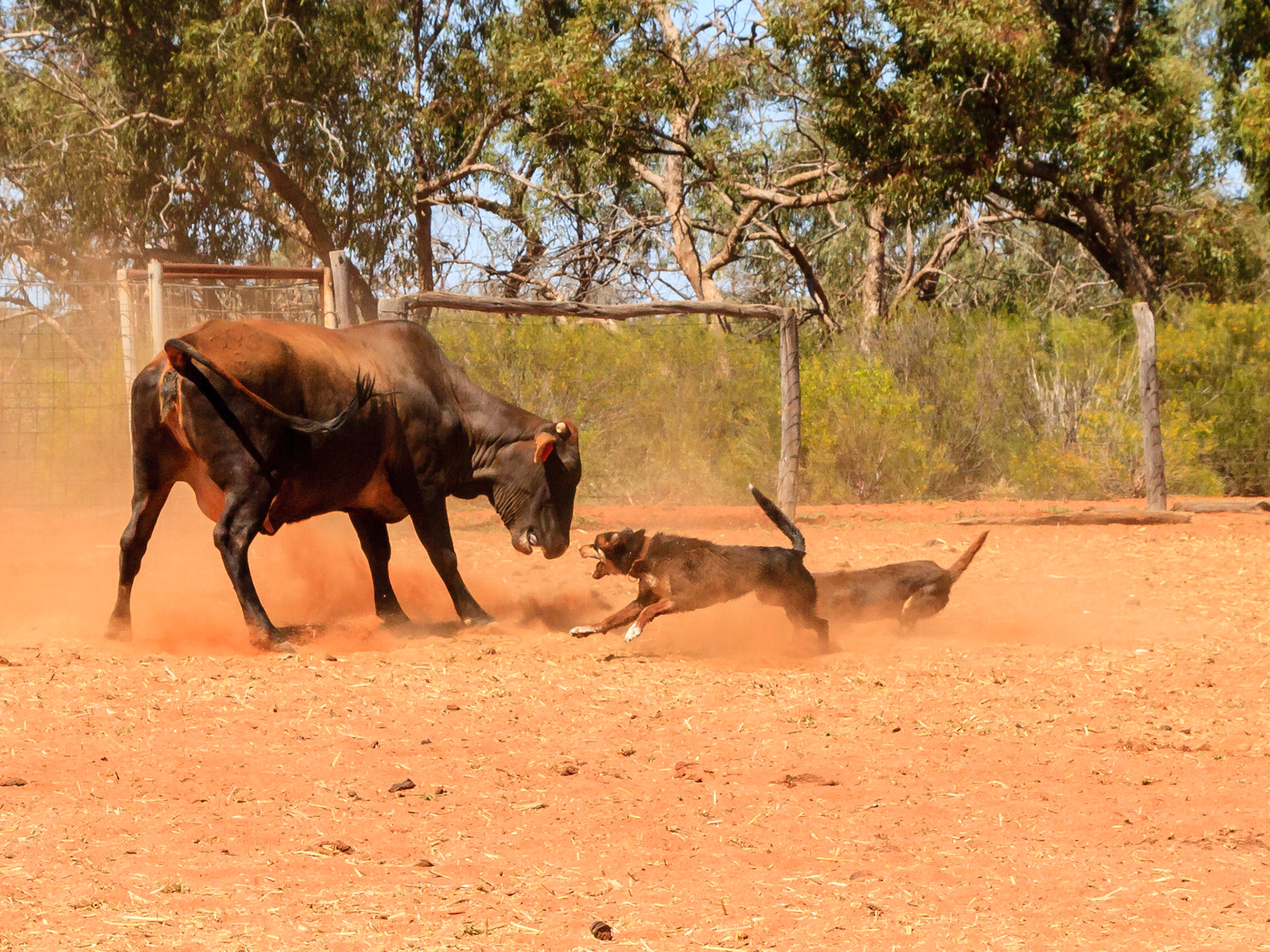 Who's the Boss? - Kilcowera Station, Thargomindah