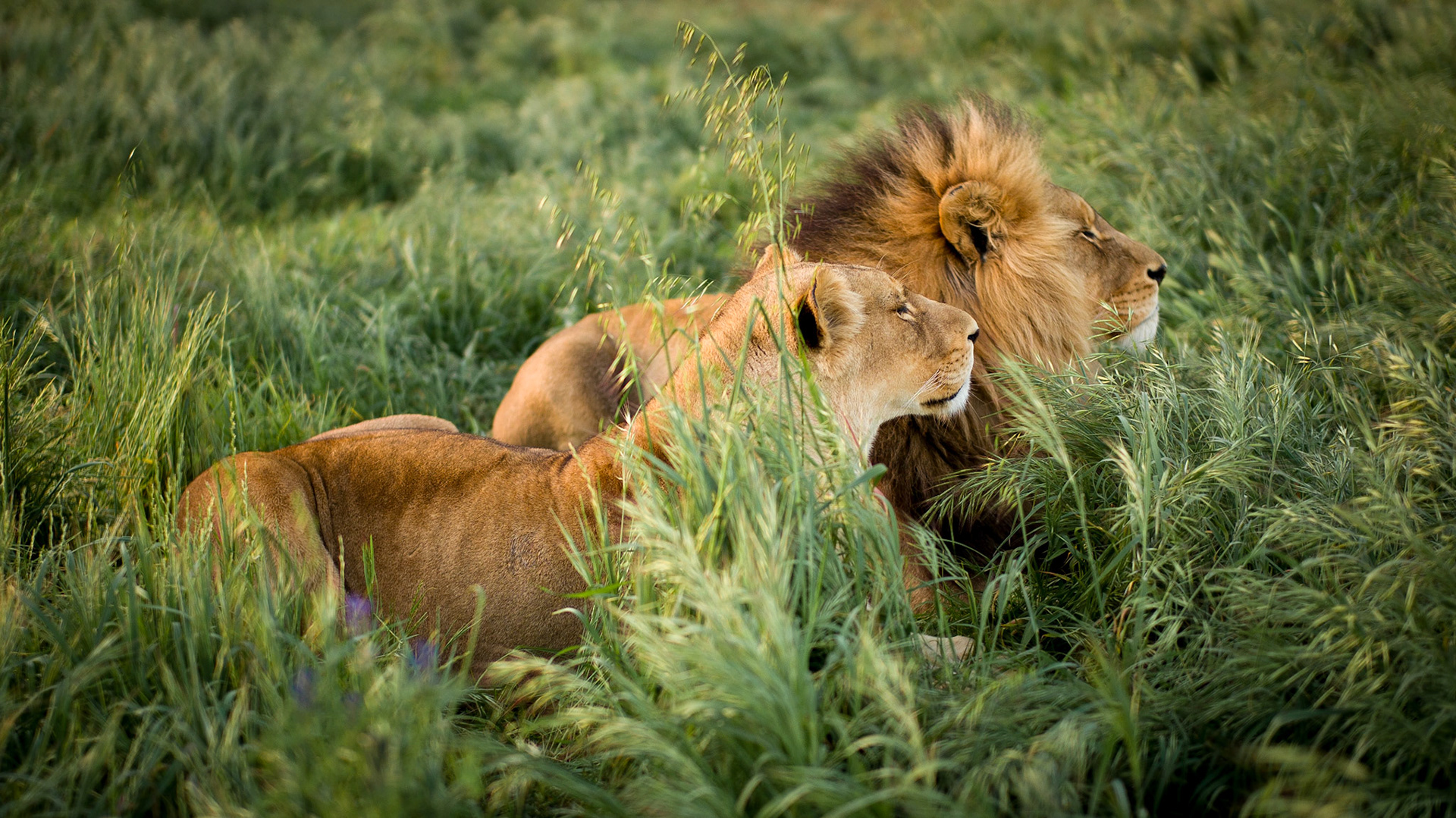 Another favorite shot from South Africa. Yep, shot with a 50mm lens. You know the saying, "get closer." Lucky for me there was a fence between us. @phototours_elsa showed me this location. Thanks Elsa!