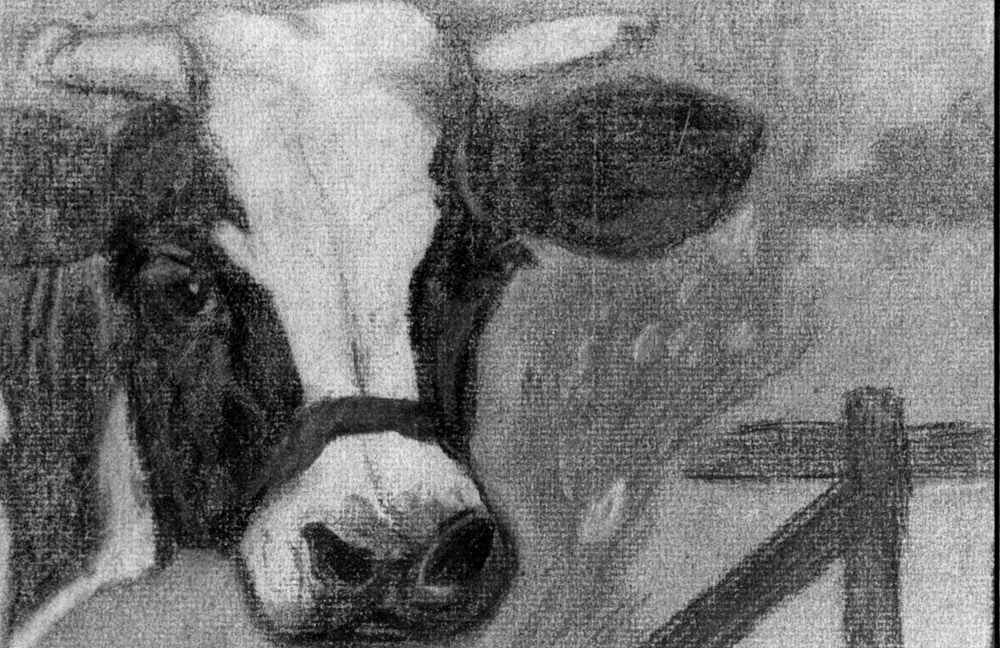 Edna Koop Wiebe, "Cow Charcoal," 1925, Charcoal