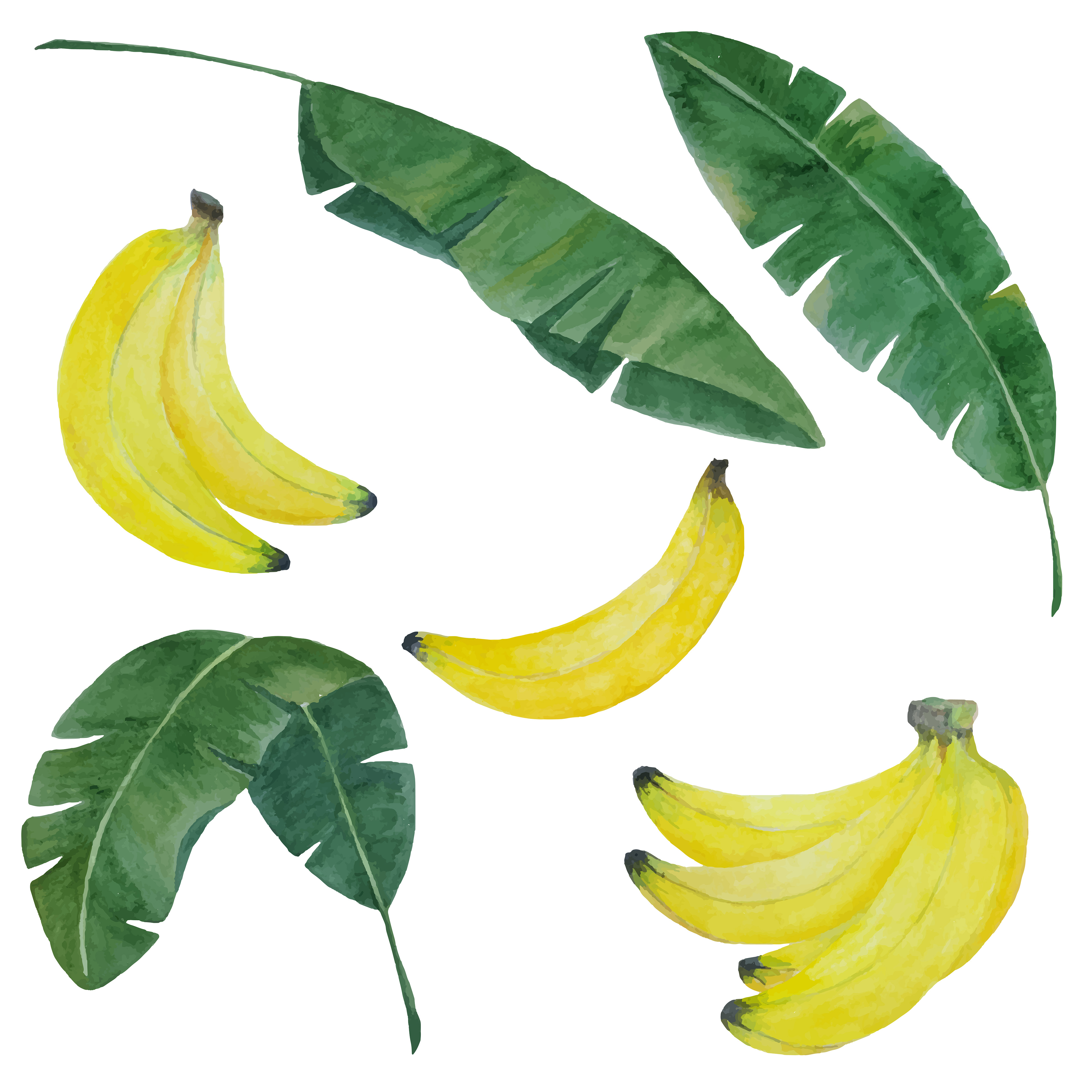 Рисунок цветные листья банана на белом фоне в интерьере цветные
