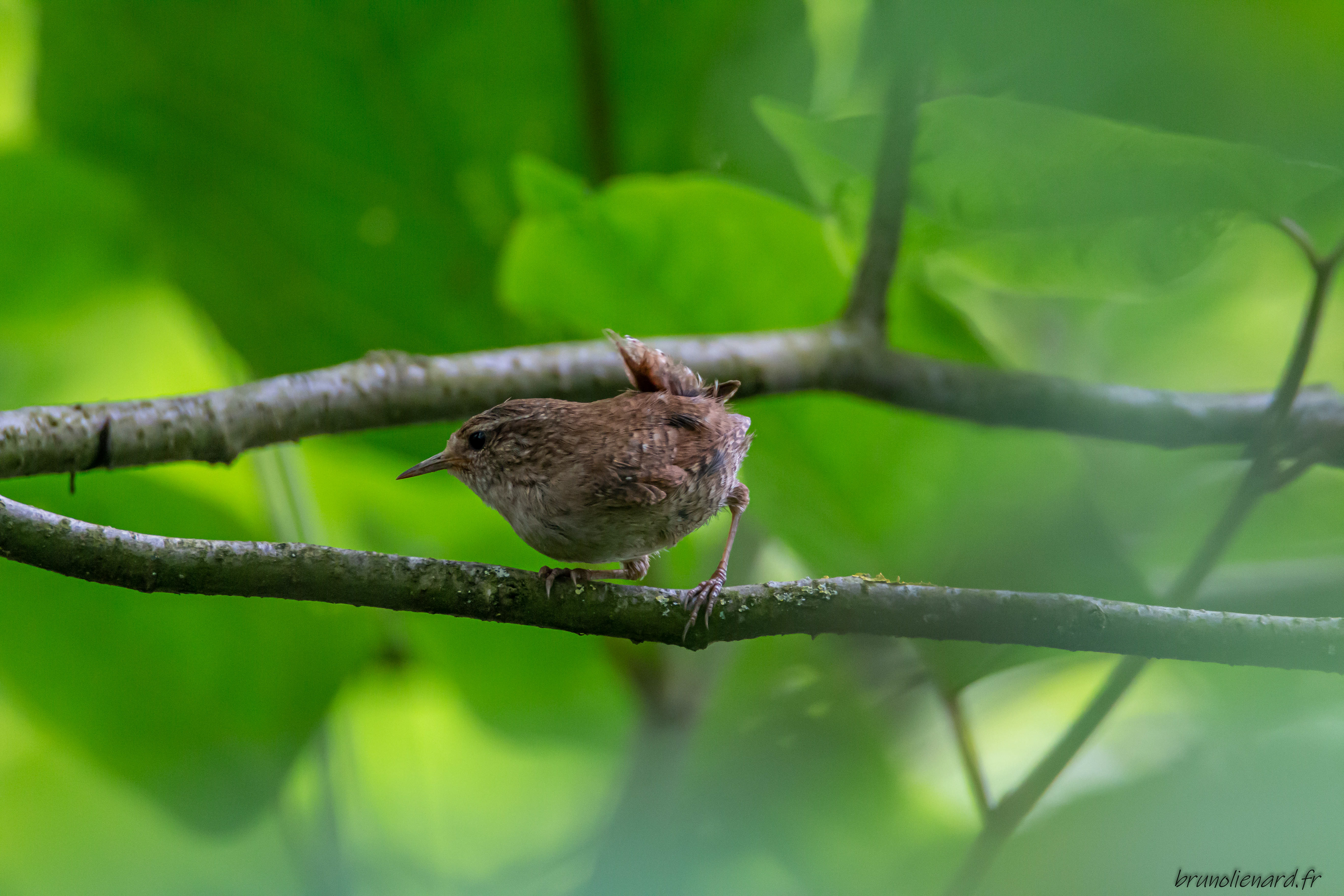 Troglodyte mignon