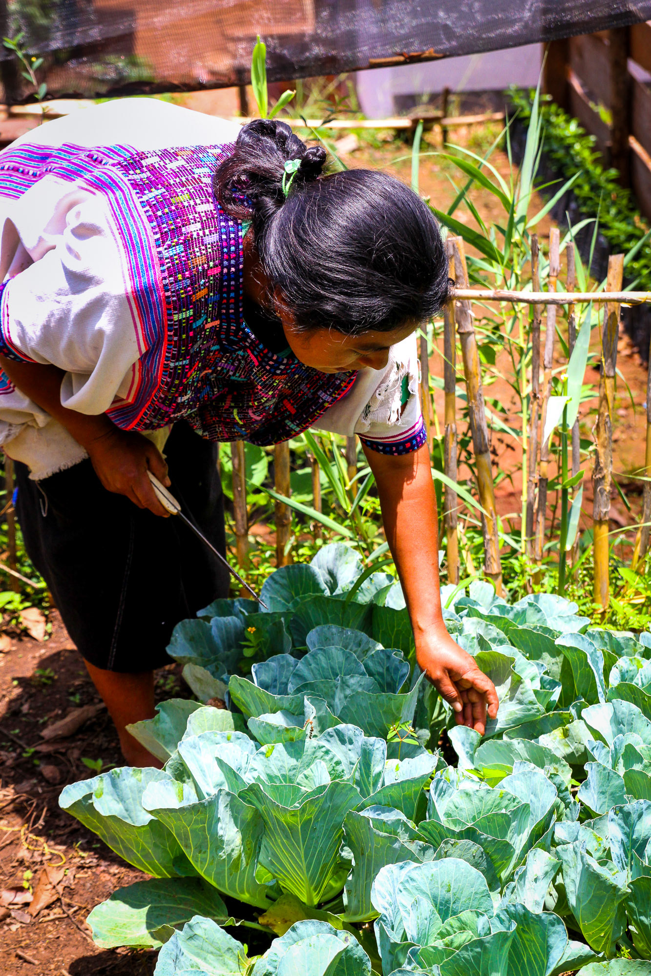 Tending to the cabbage garden.