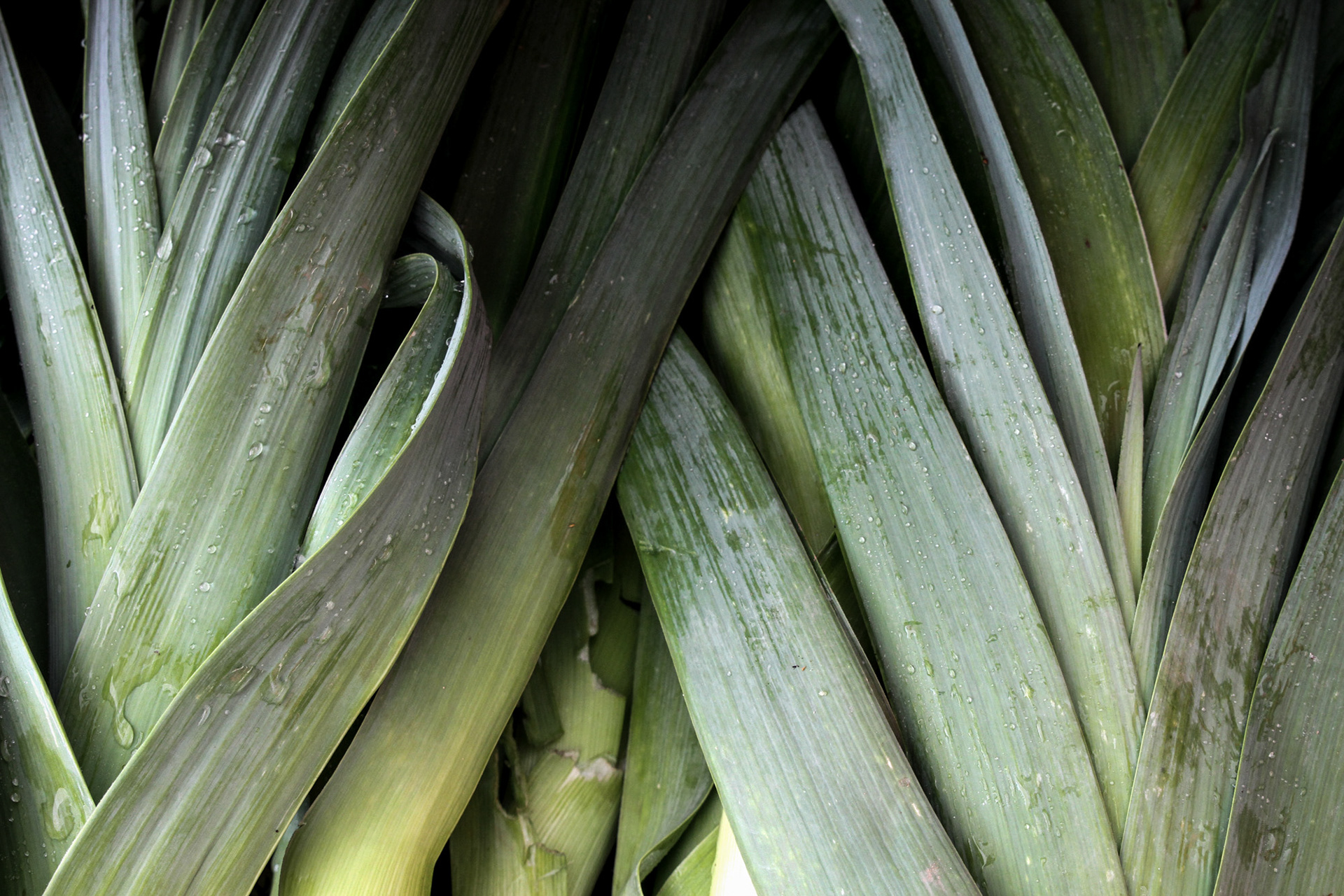 Leeks at Farmer's Market