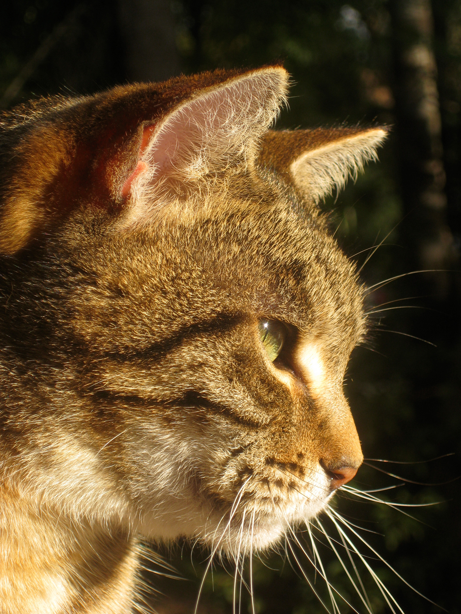Feline