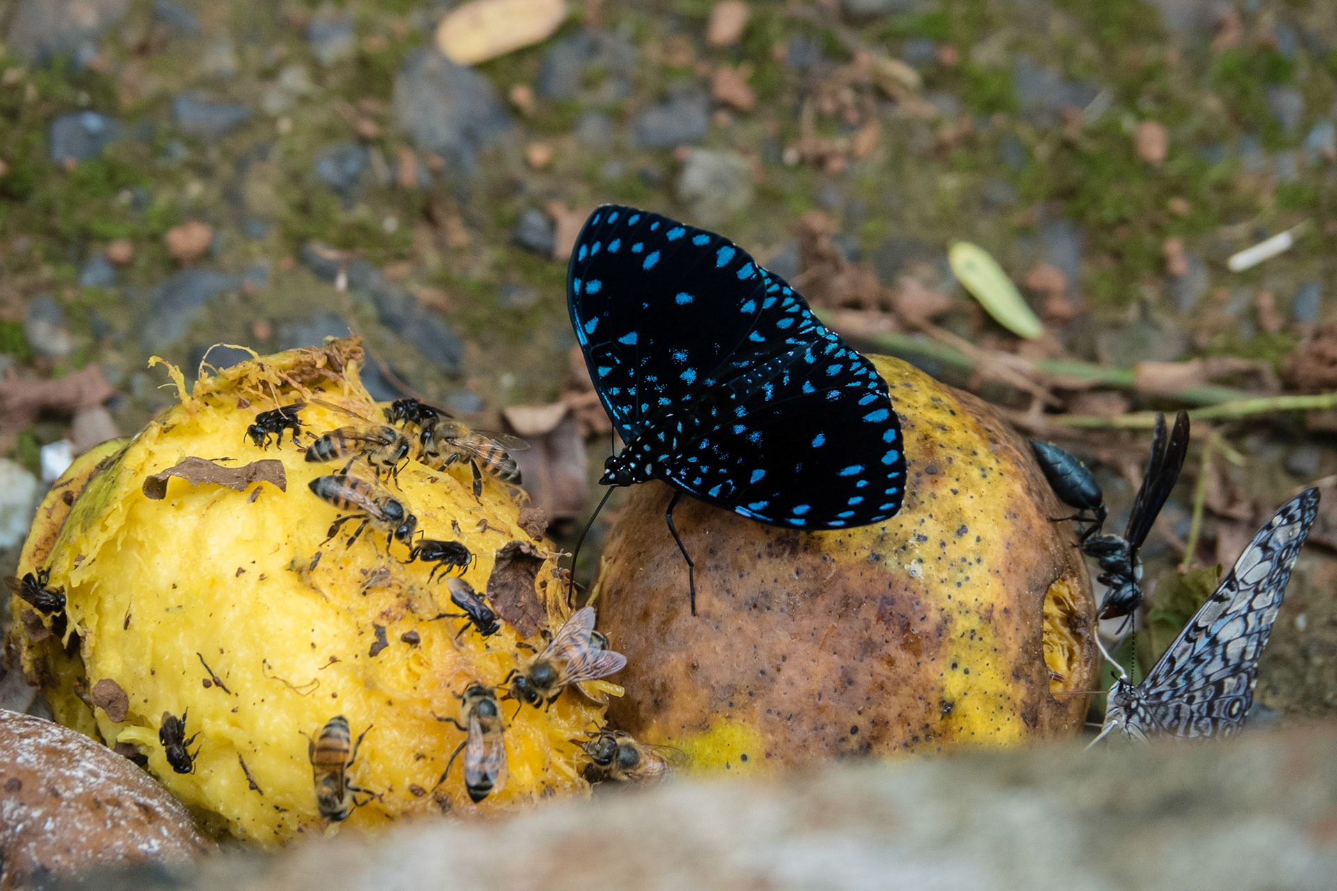 Costa Rica