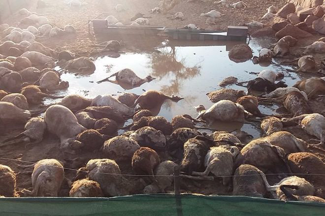 A record 172 sheep were killed by lions when they entered a kraal in January this year. Image sourced from Informanté Facebook page.