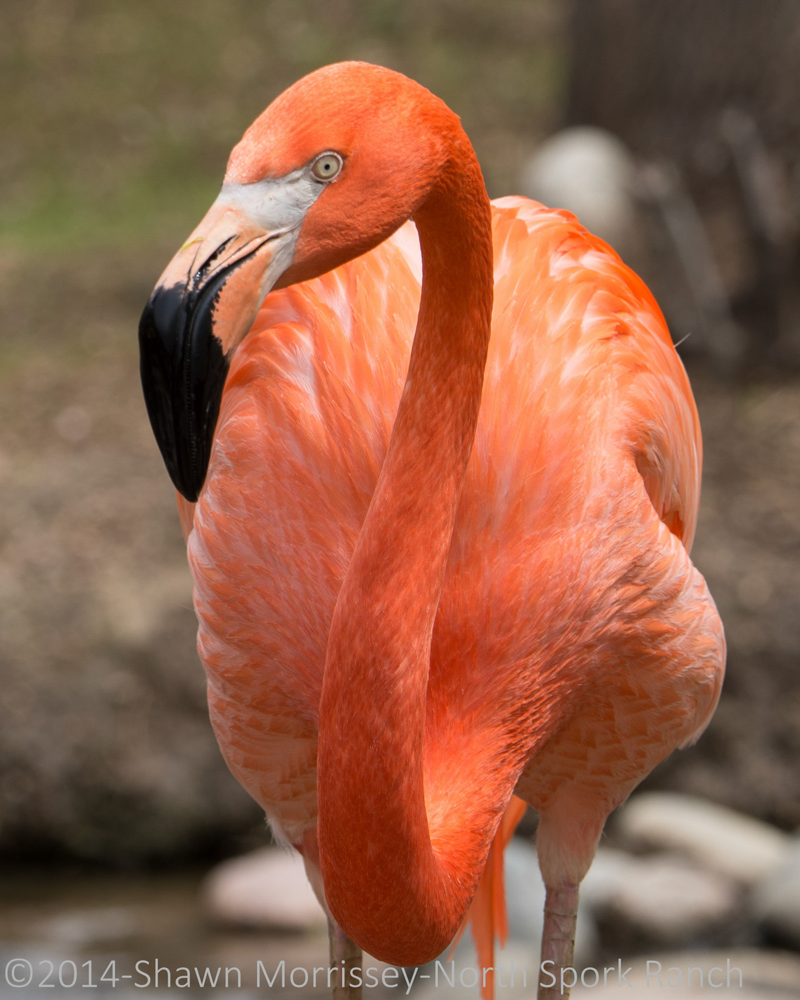 Flamingo
