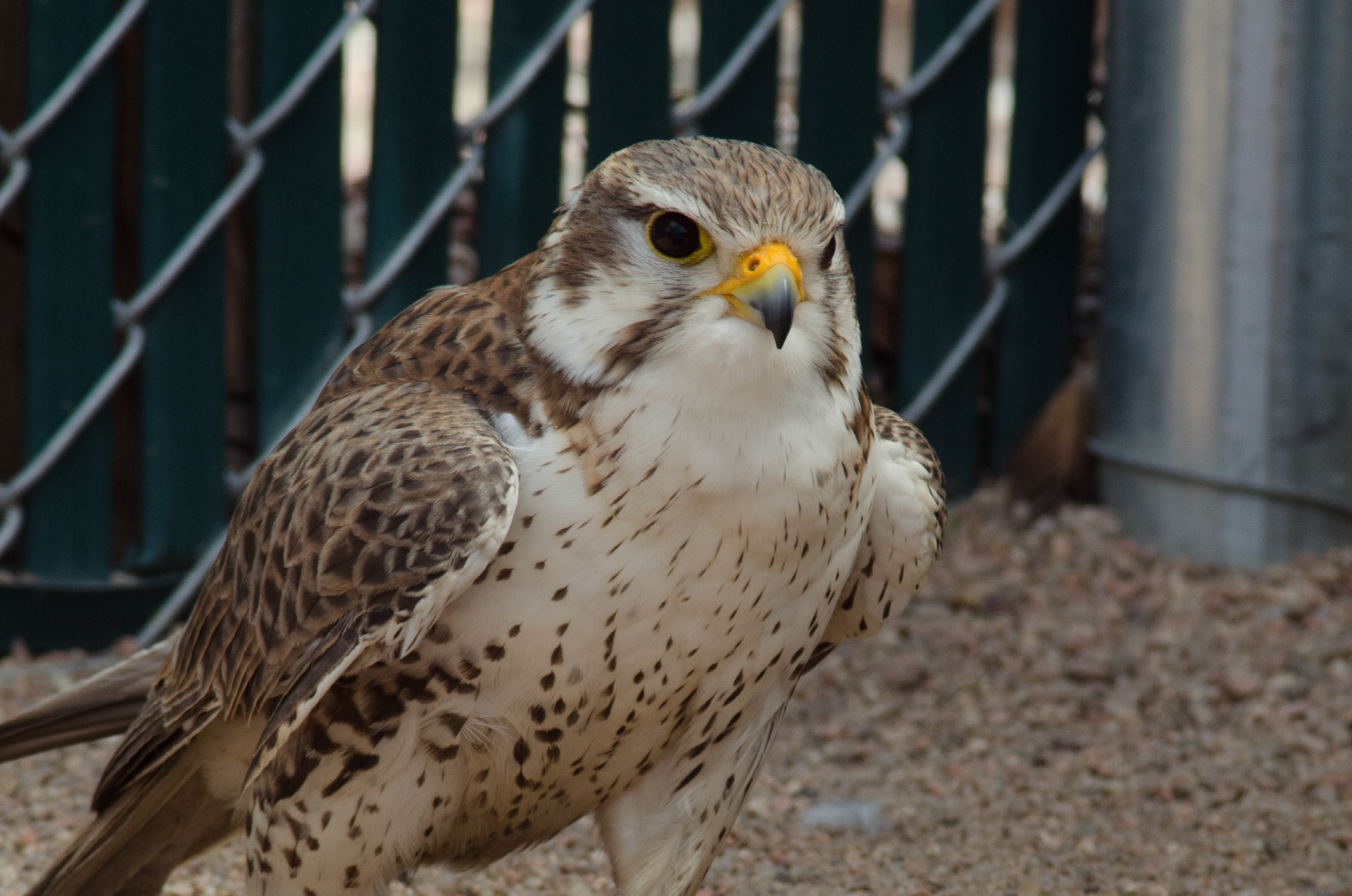At Raptor Education Foundation, Brighton, CO, USA