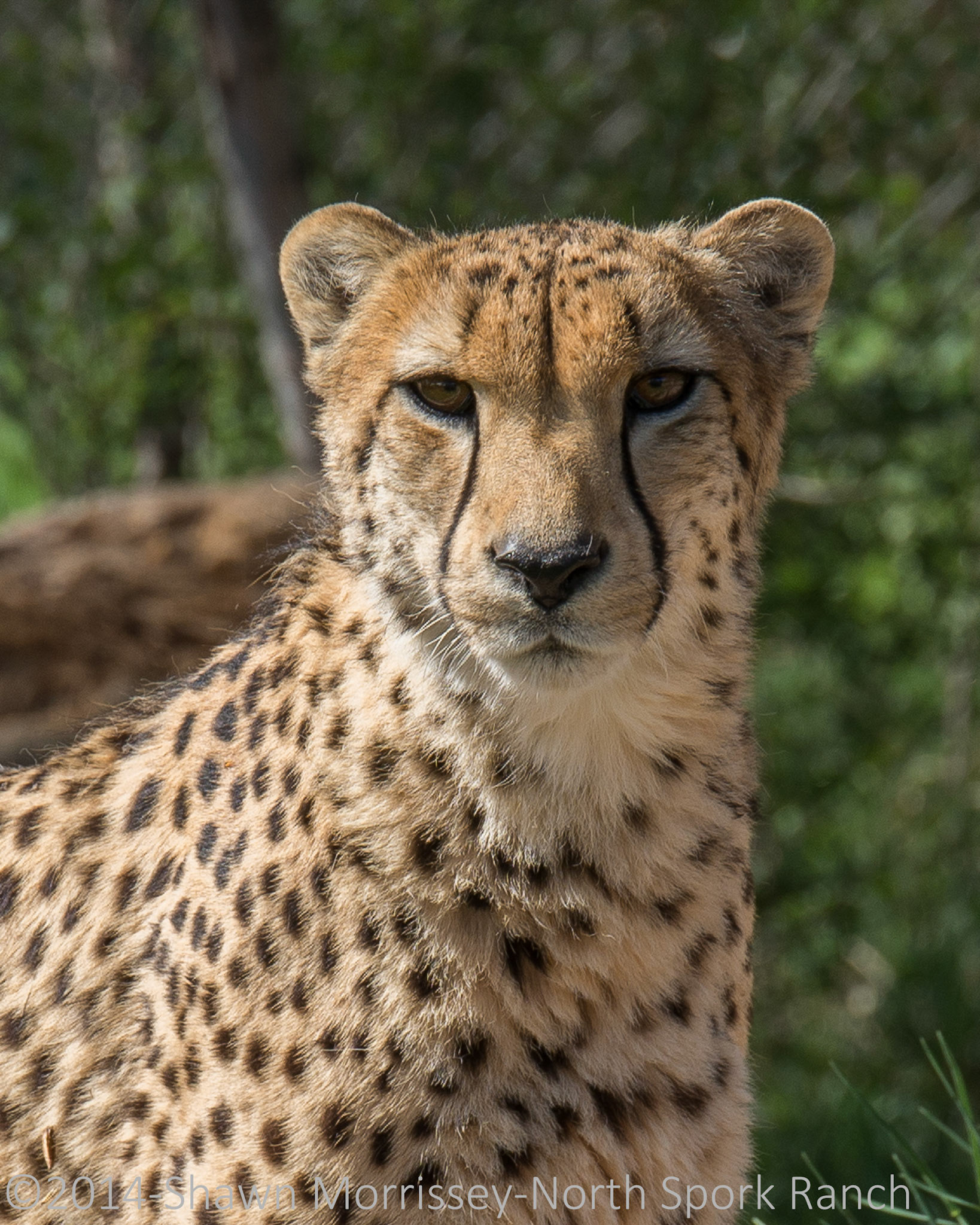 Female Cheetah, Denver Zoo