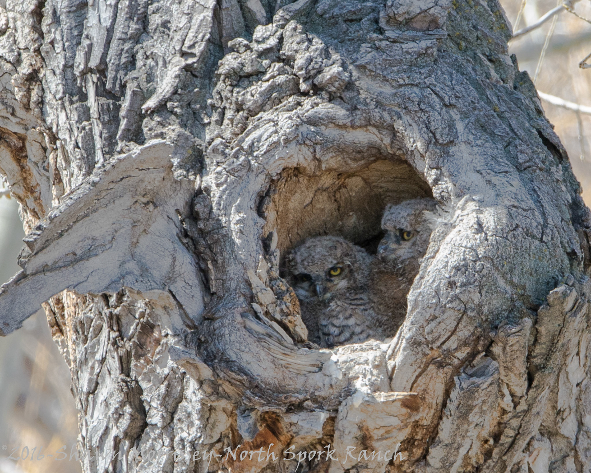 GH Owlets
