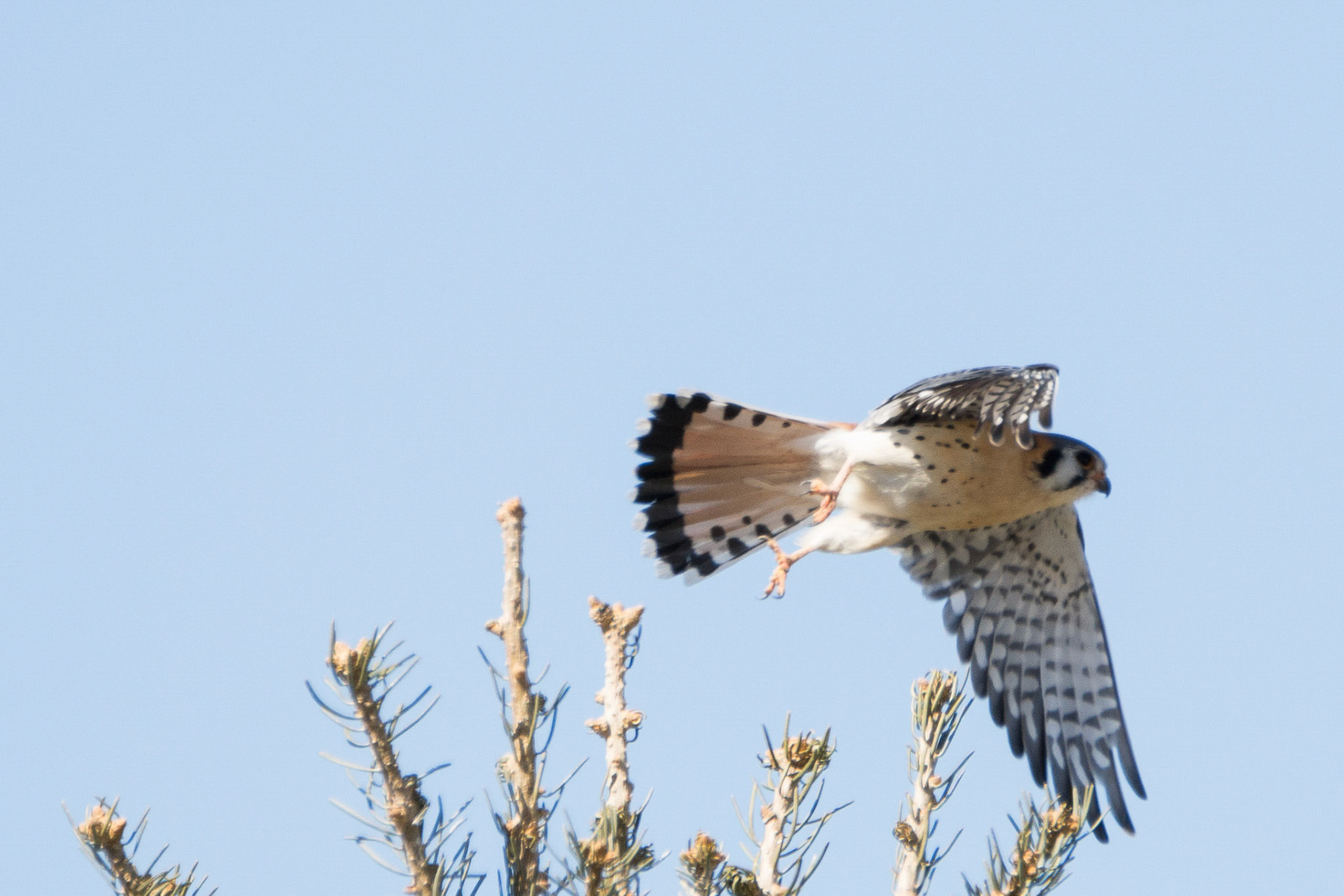 American Kestrel leaves tree perch to hunt