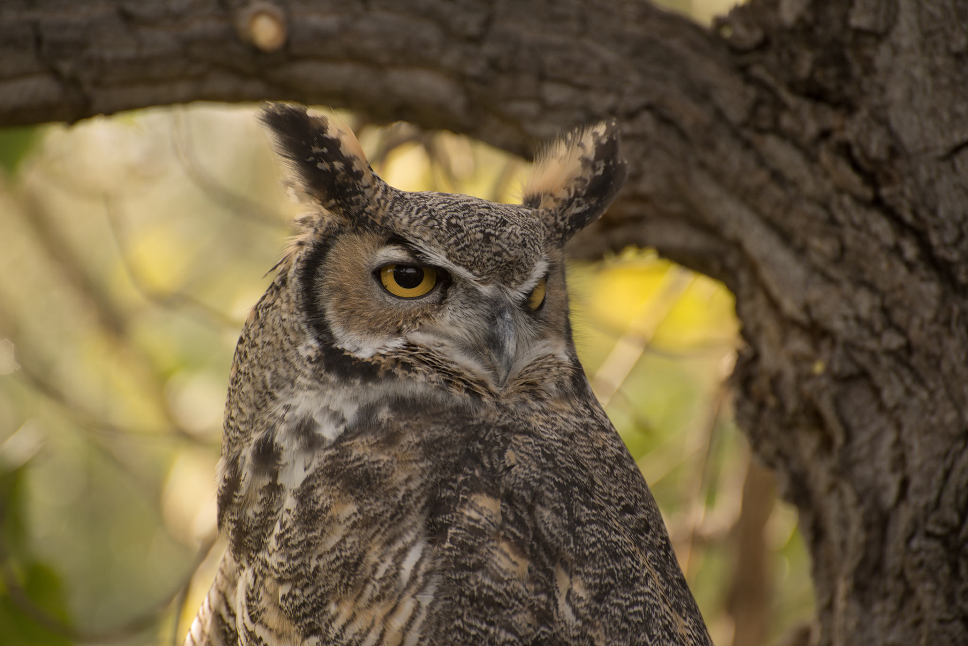 Great Horned Owl, Bear Creek Lake Park