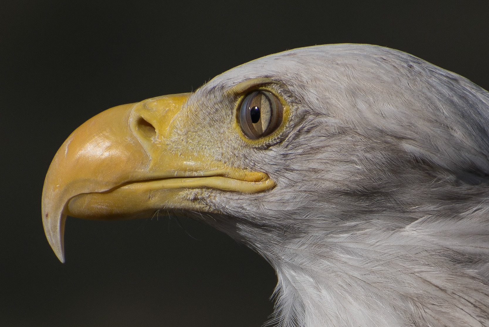 Female American Bald Eagle, Bear Creek Lake Park