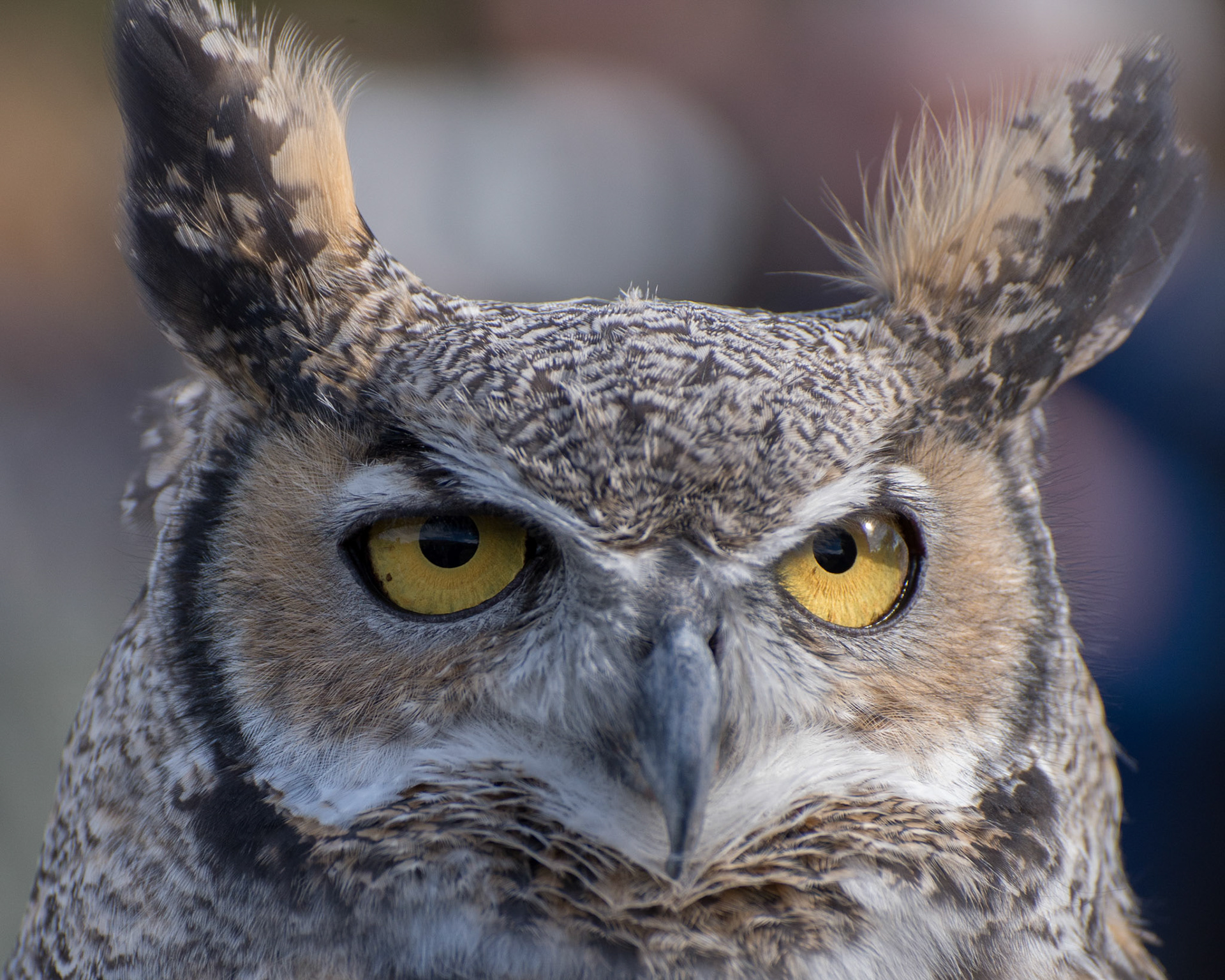 Great Horned Owl, Bear Creek Lake Park