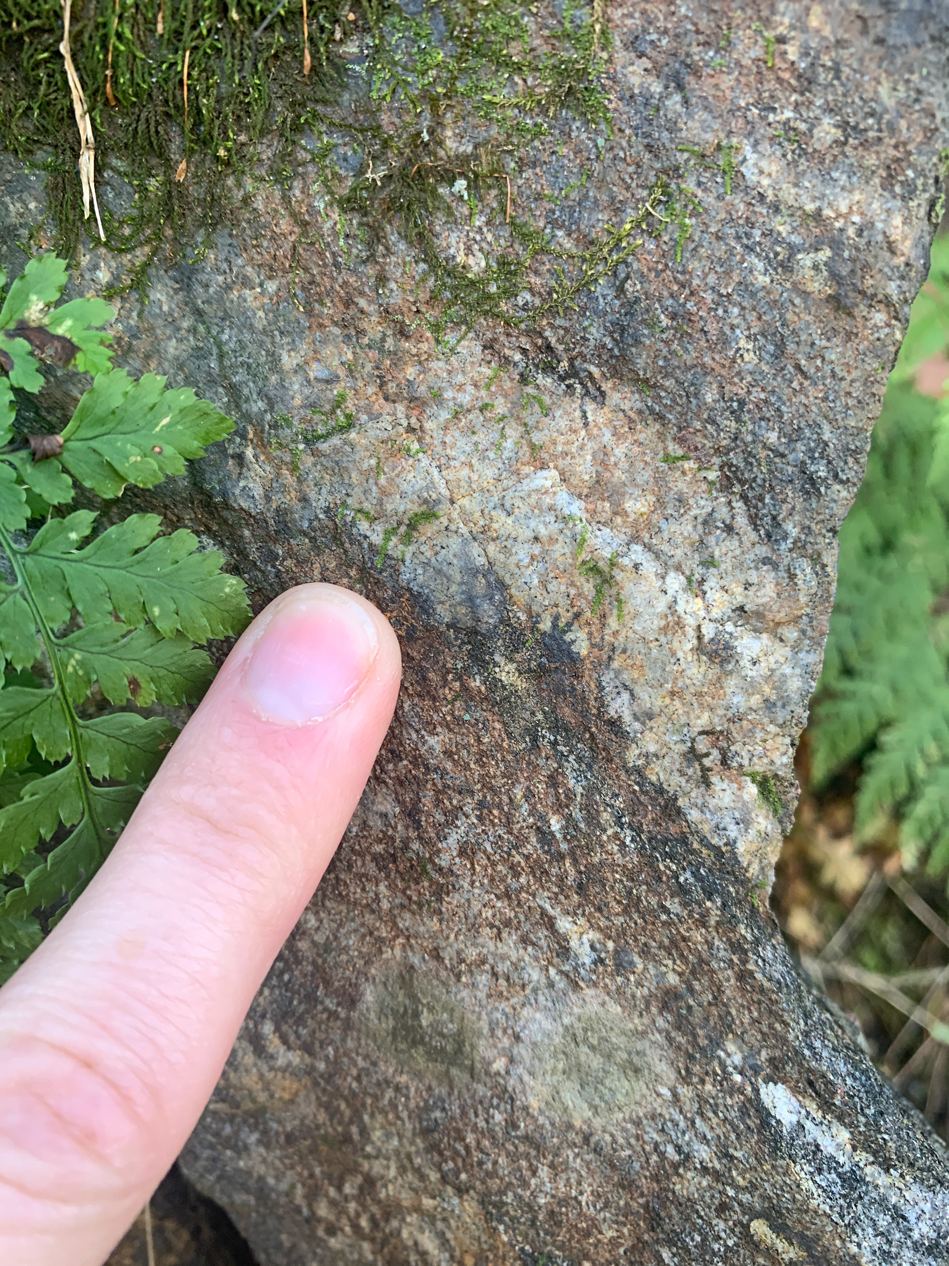 Close up of the dark and light layering in the rocks. Finger points to light layer which contained white minerals. The dark minerals in the other layers show clear parallel orientation.