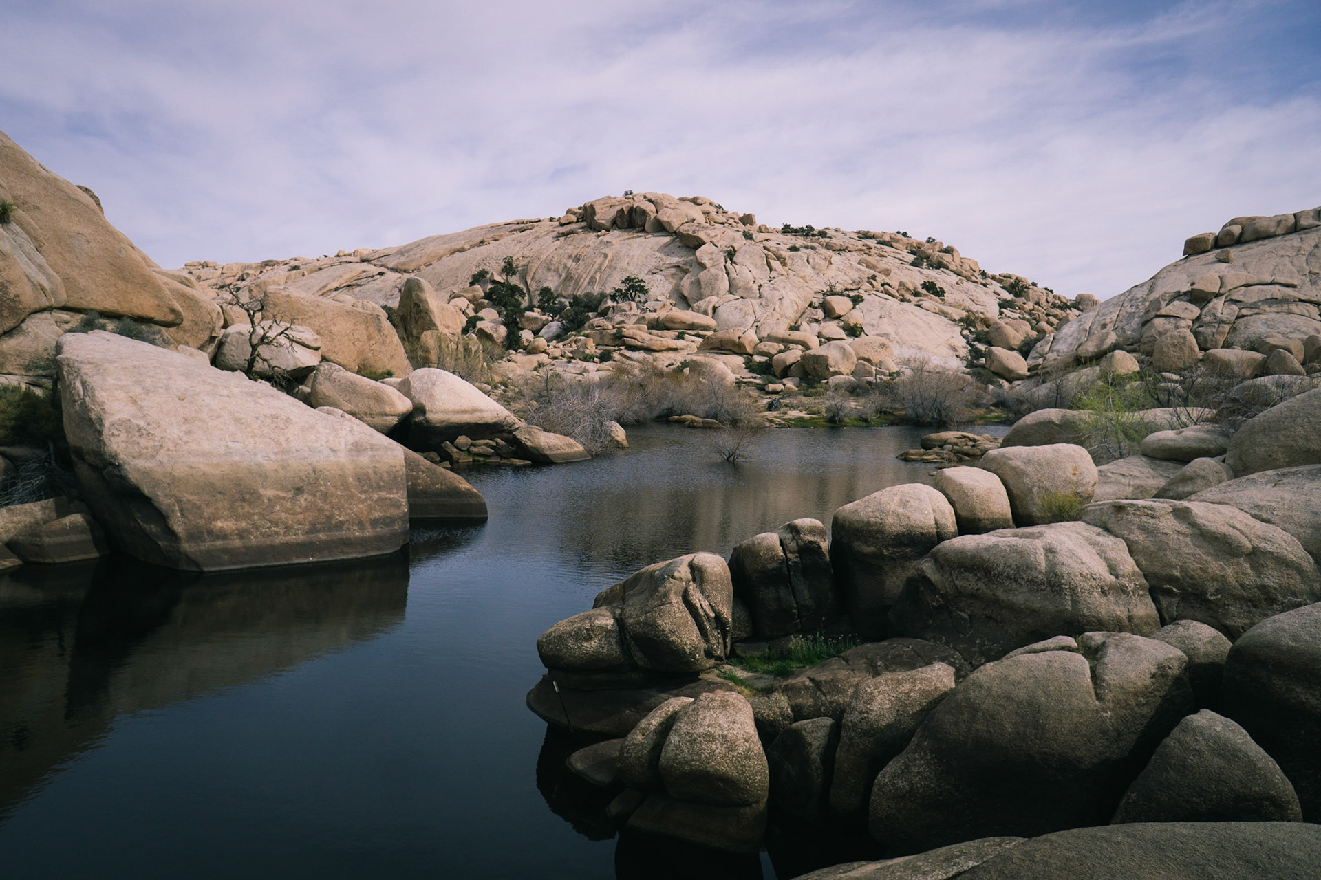oasis