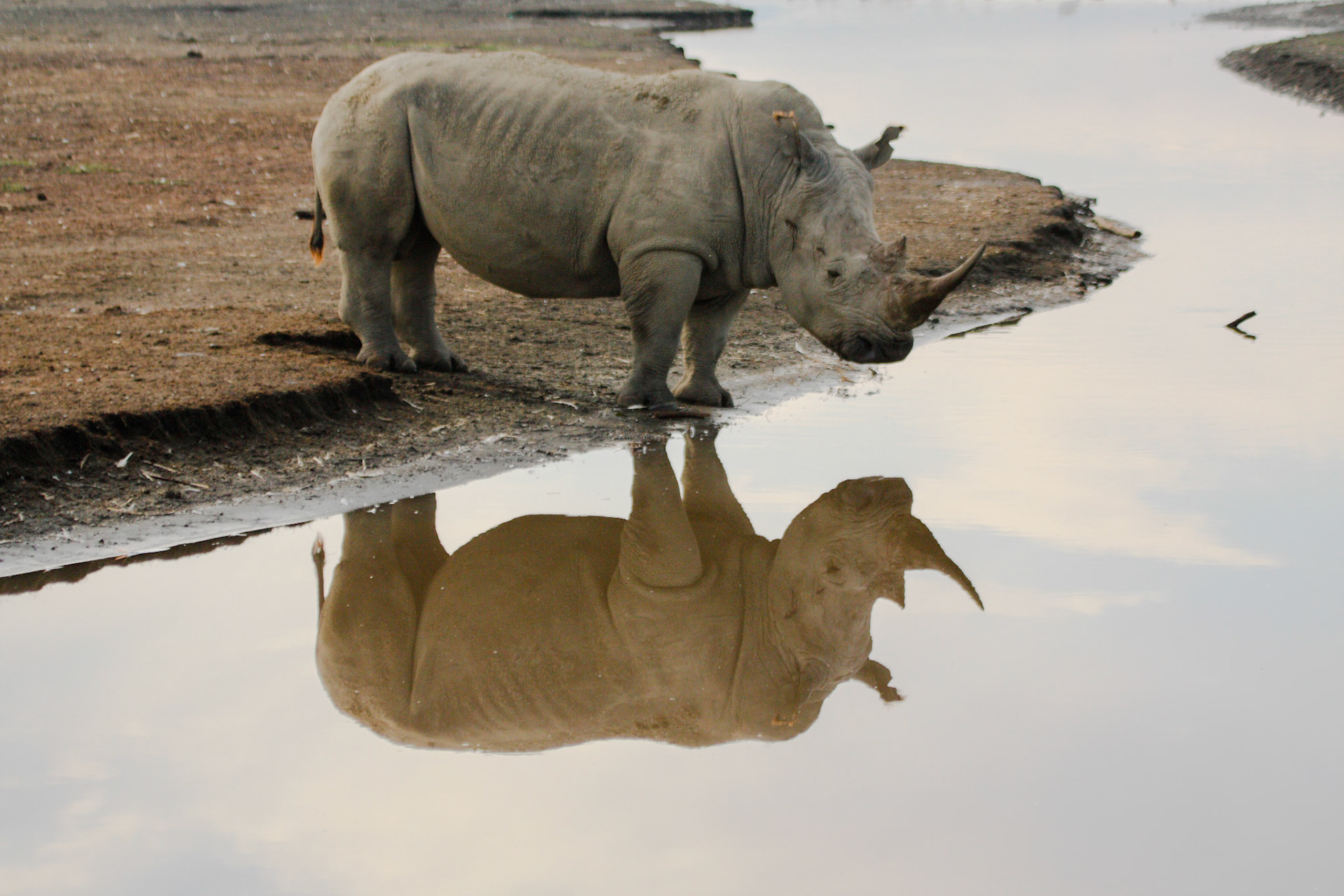 Black Rhino reflection in Lake Nakuru National Park, Kenya