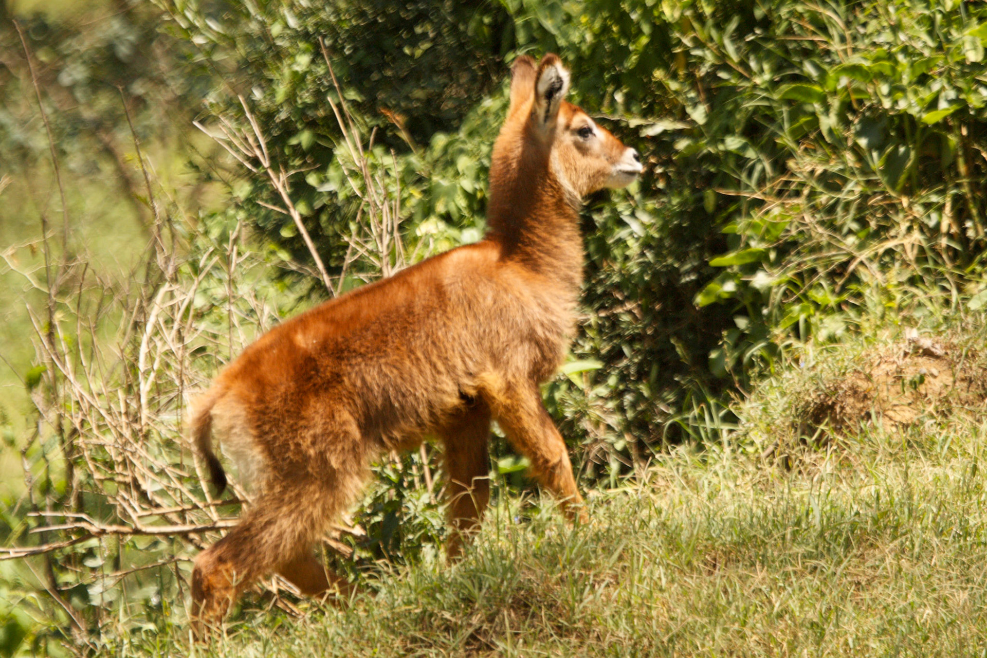 Baby Waterbuck in Lake Nakuru National Park, Kenya