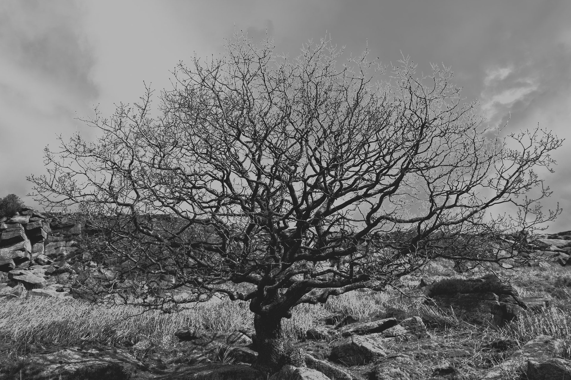 Lone Tree under Burbage Edge