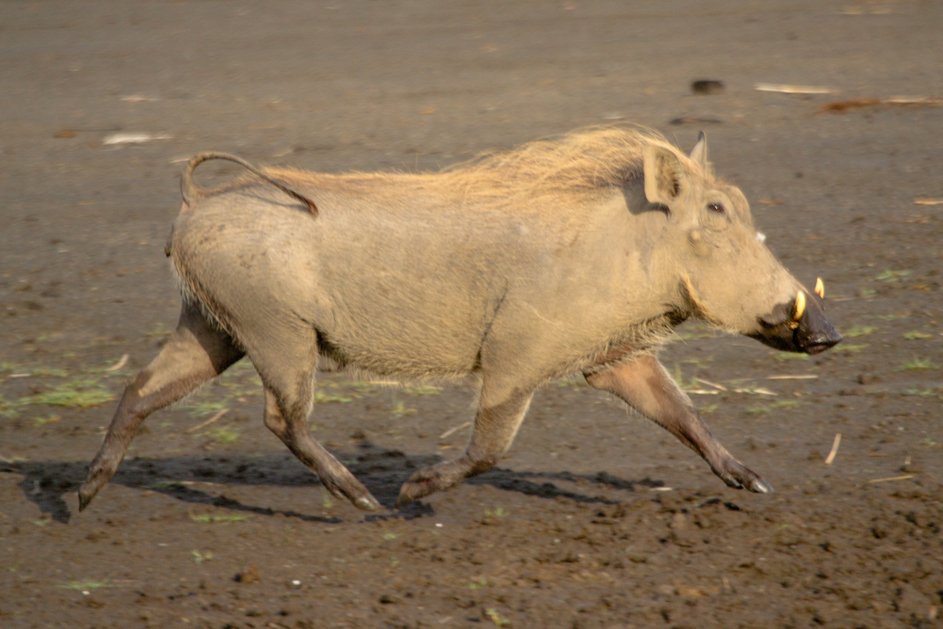 Warthog in Lake Nakuru National Park, Kenya