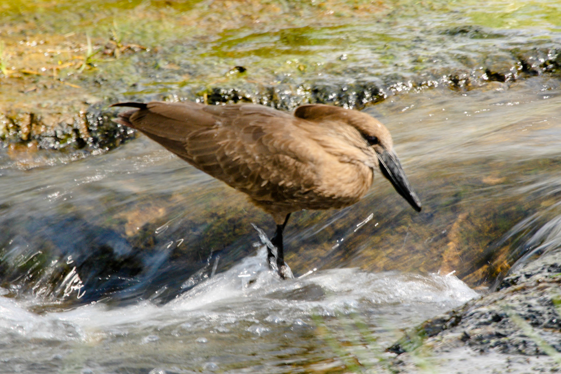 Hamerkop in Lake Nakuru National Park, Kenya