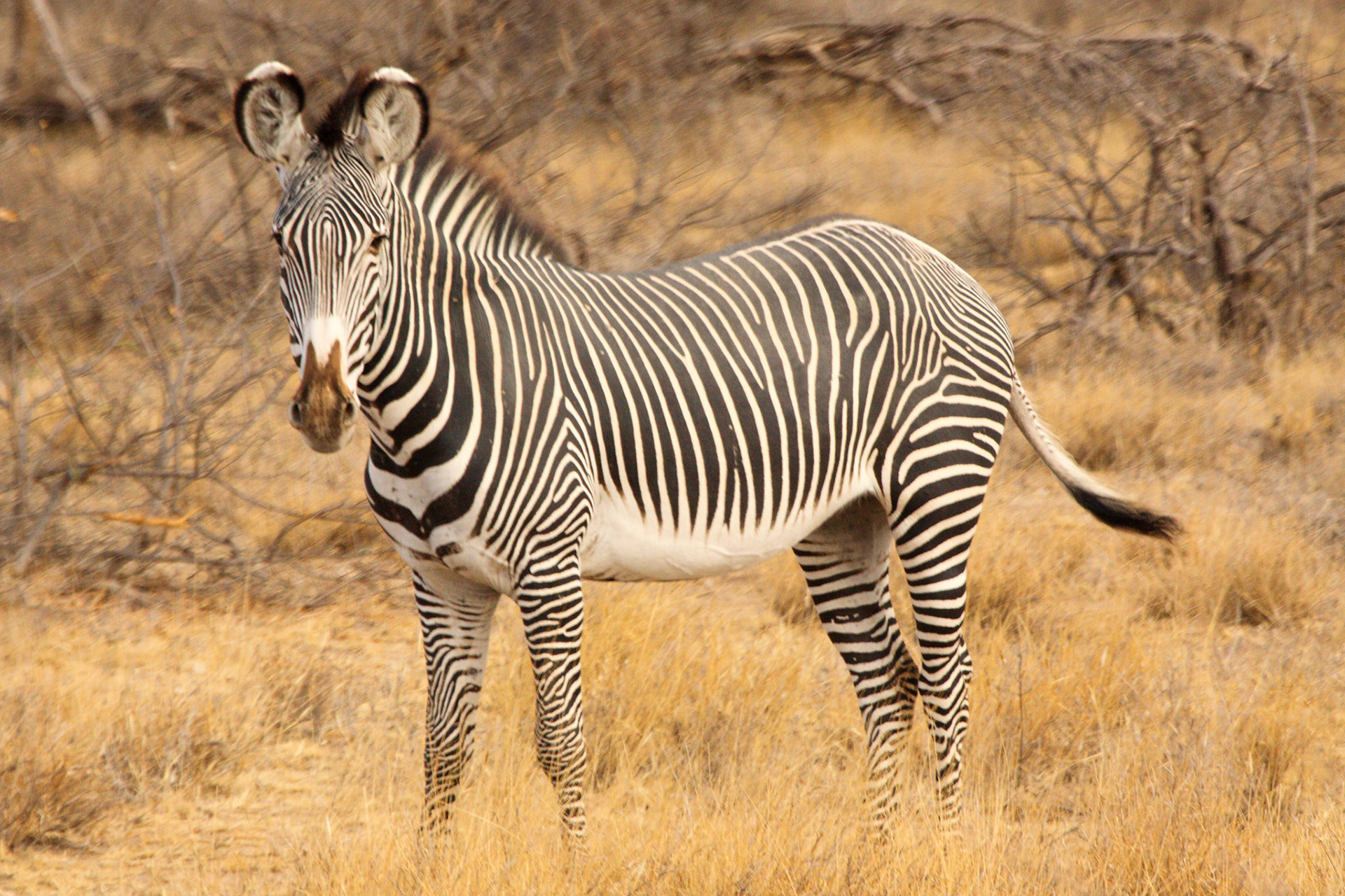 Grévy's zebra in Samburu, Kenya
