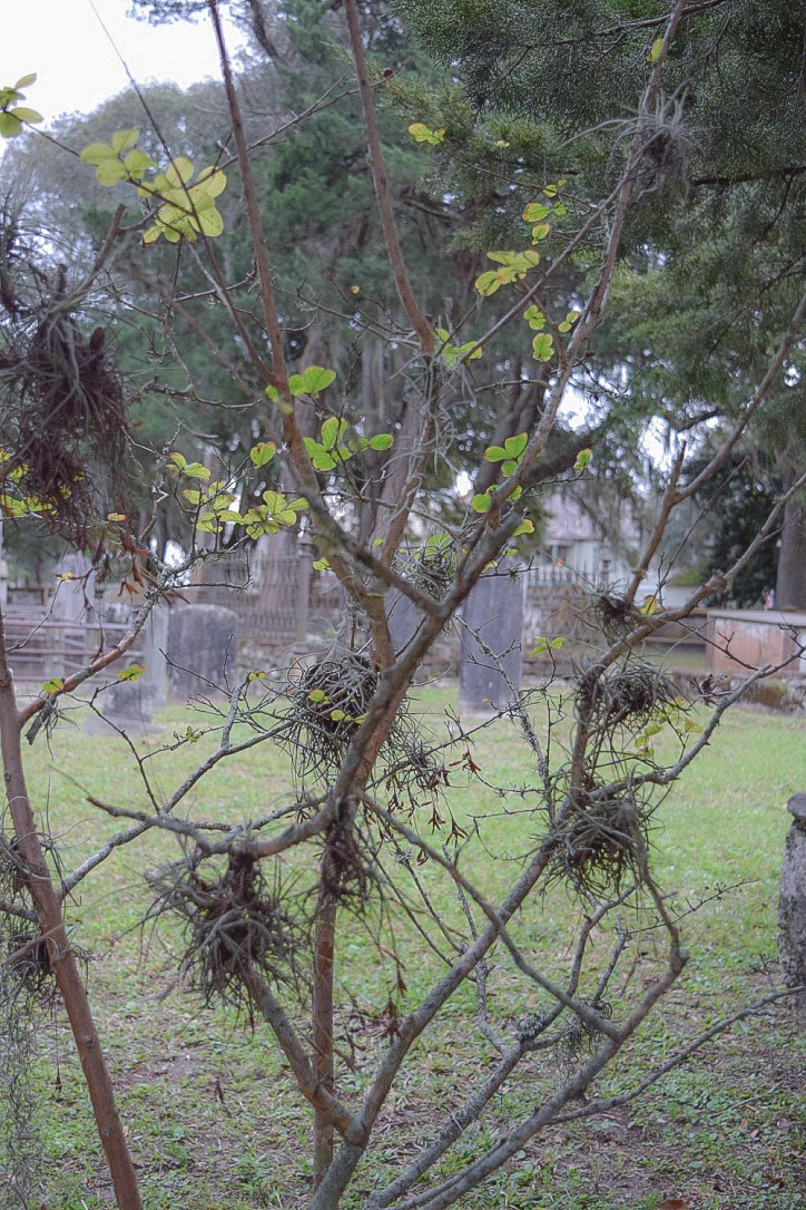 Huguenot Graveyard