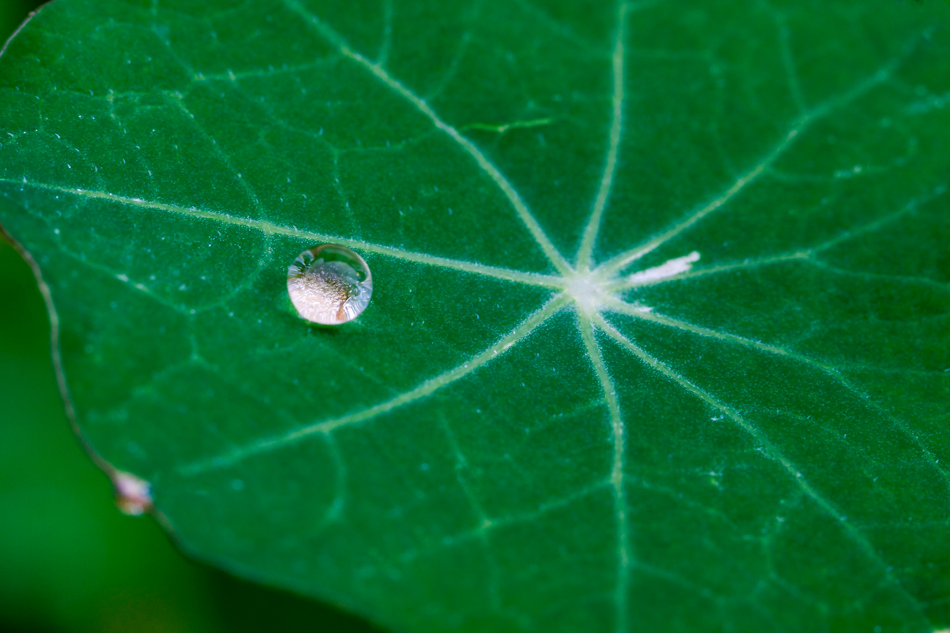 A single drop on a very green leaf