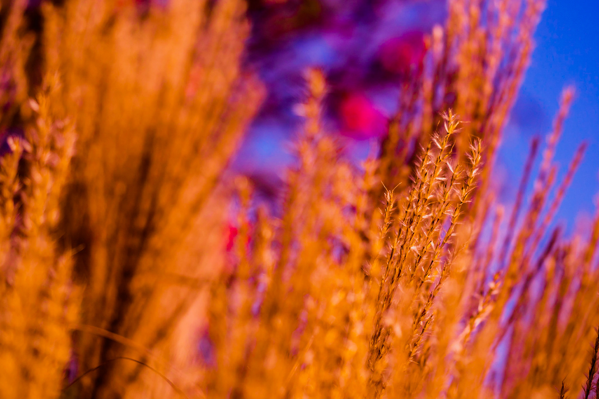Orange plants on a vivid blue background