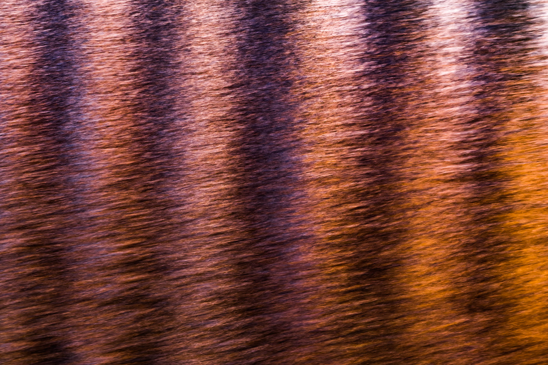 Purple stripes on orange rippled water surface