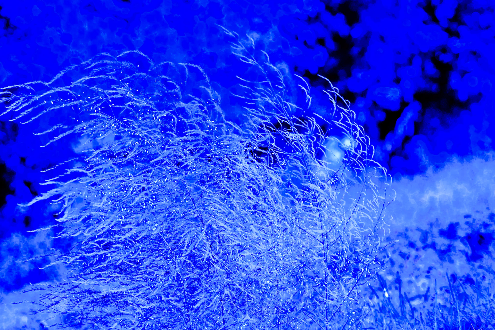 Fine white structures on a bright blue blackground