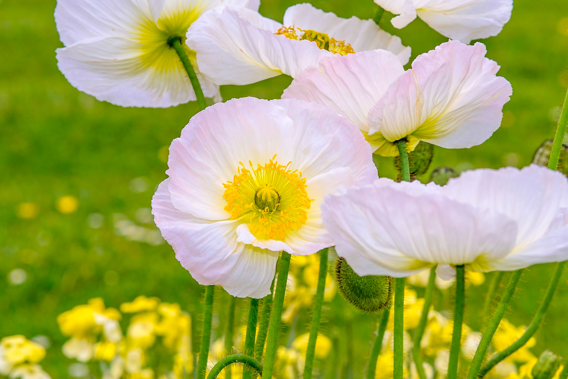 White poppies in 'Le Jardin public' in Honfleur, Normandy
