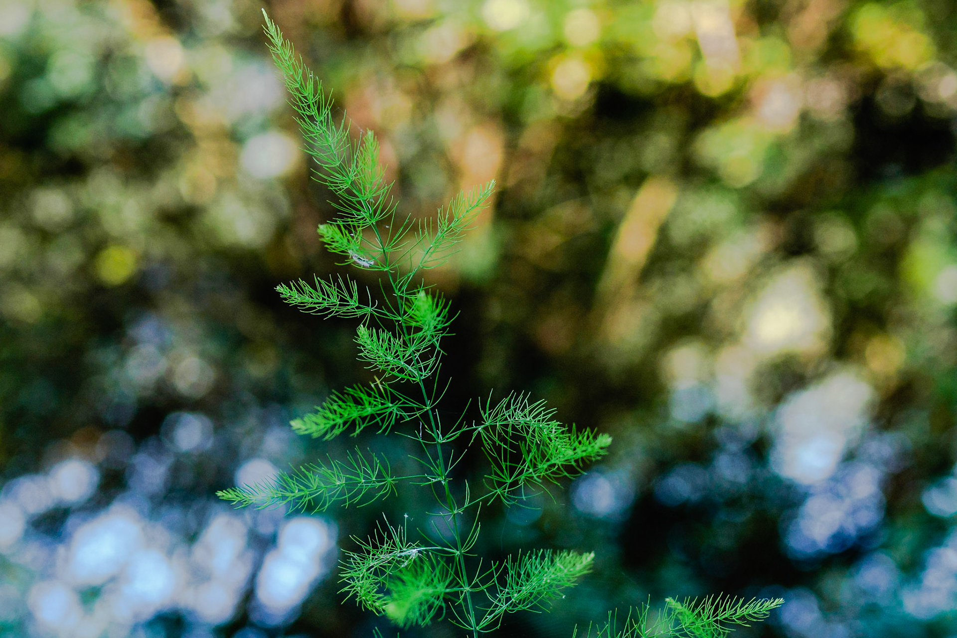 Fresh green branches on a mesmerizing background