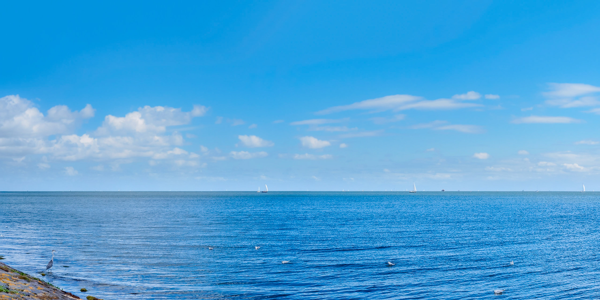 Blue Heron overlooking Markermeer under a blue sky