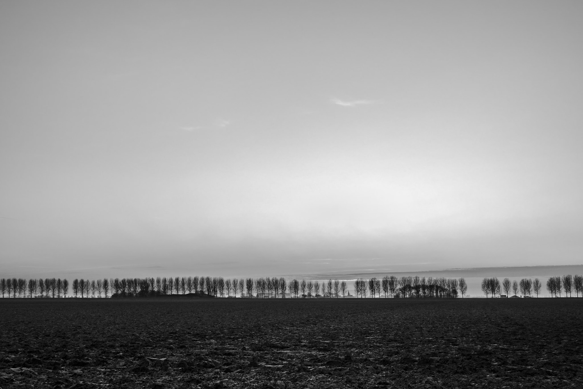 Silhouettes of Trees