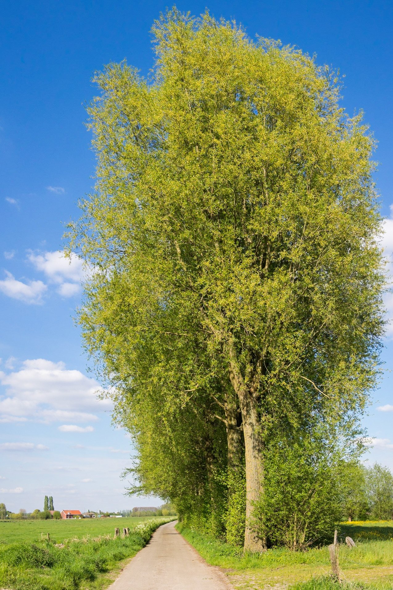 Trees by the side of the road