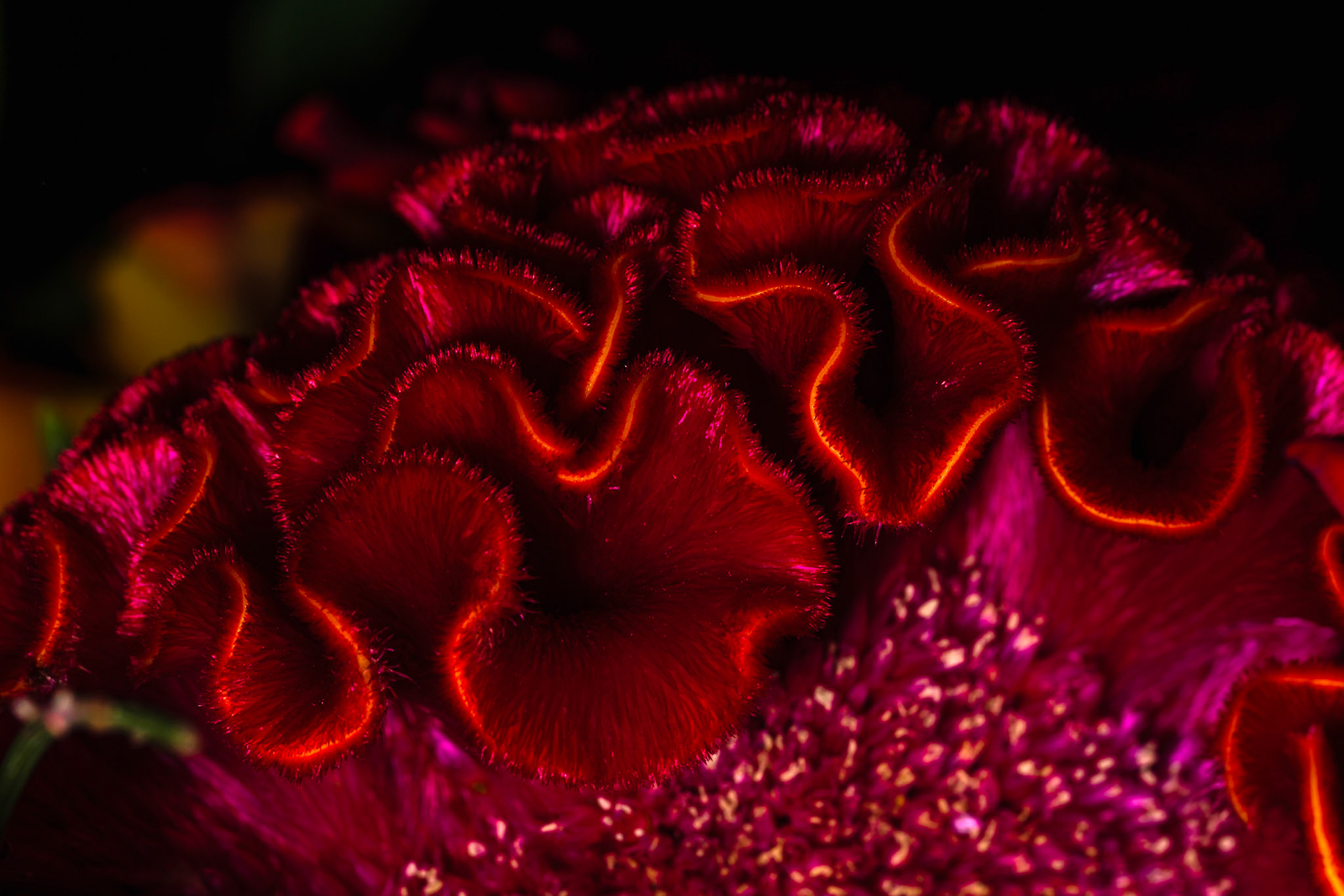 Low-key macro of Celosia argentea cristata I