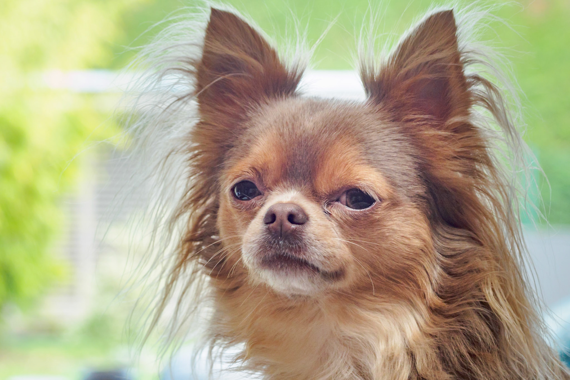 Bowie close-up living 201612