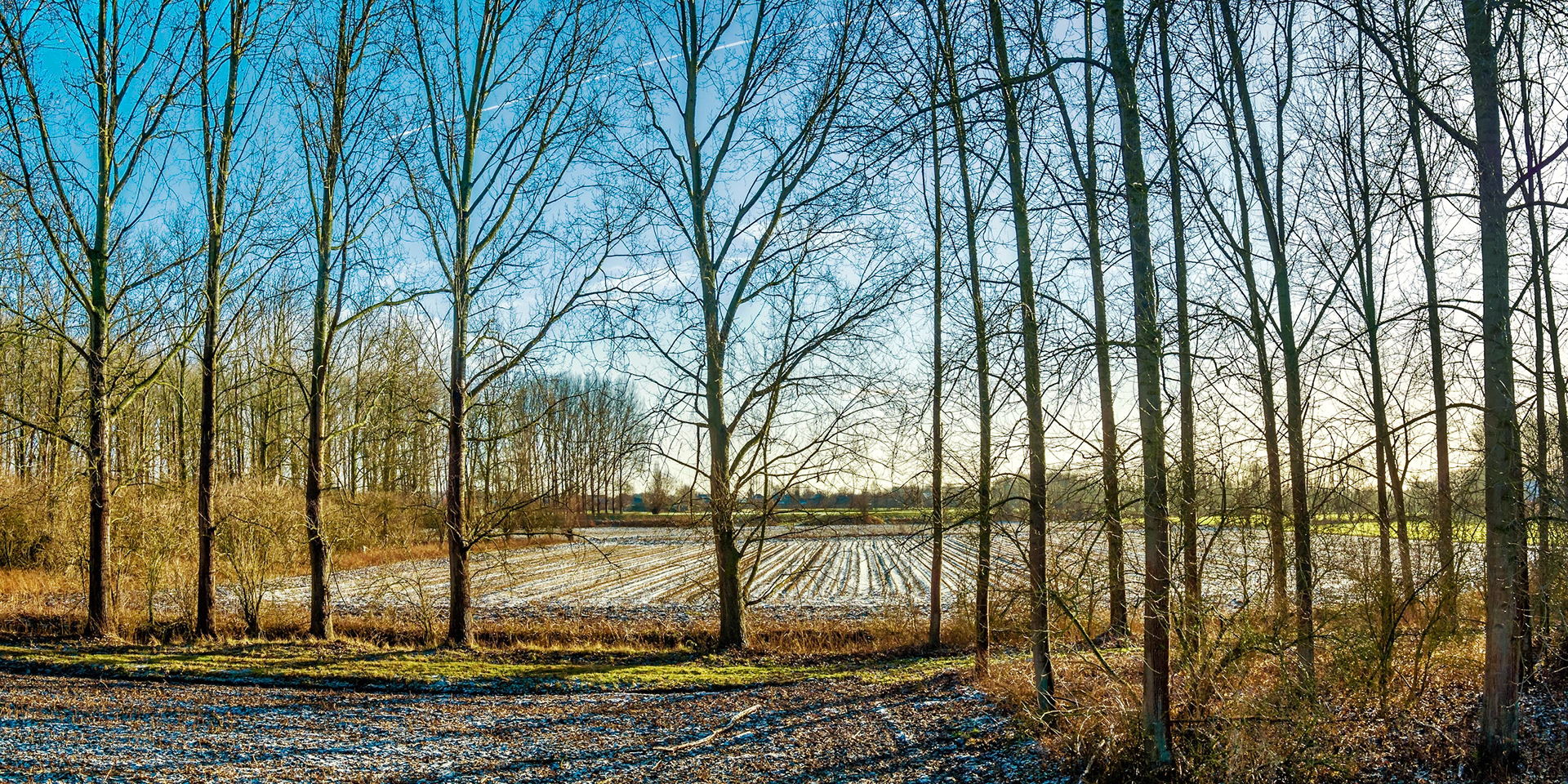 High angle color view of a frozen field lined by trees with blue sky