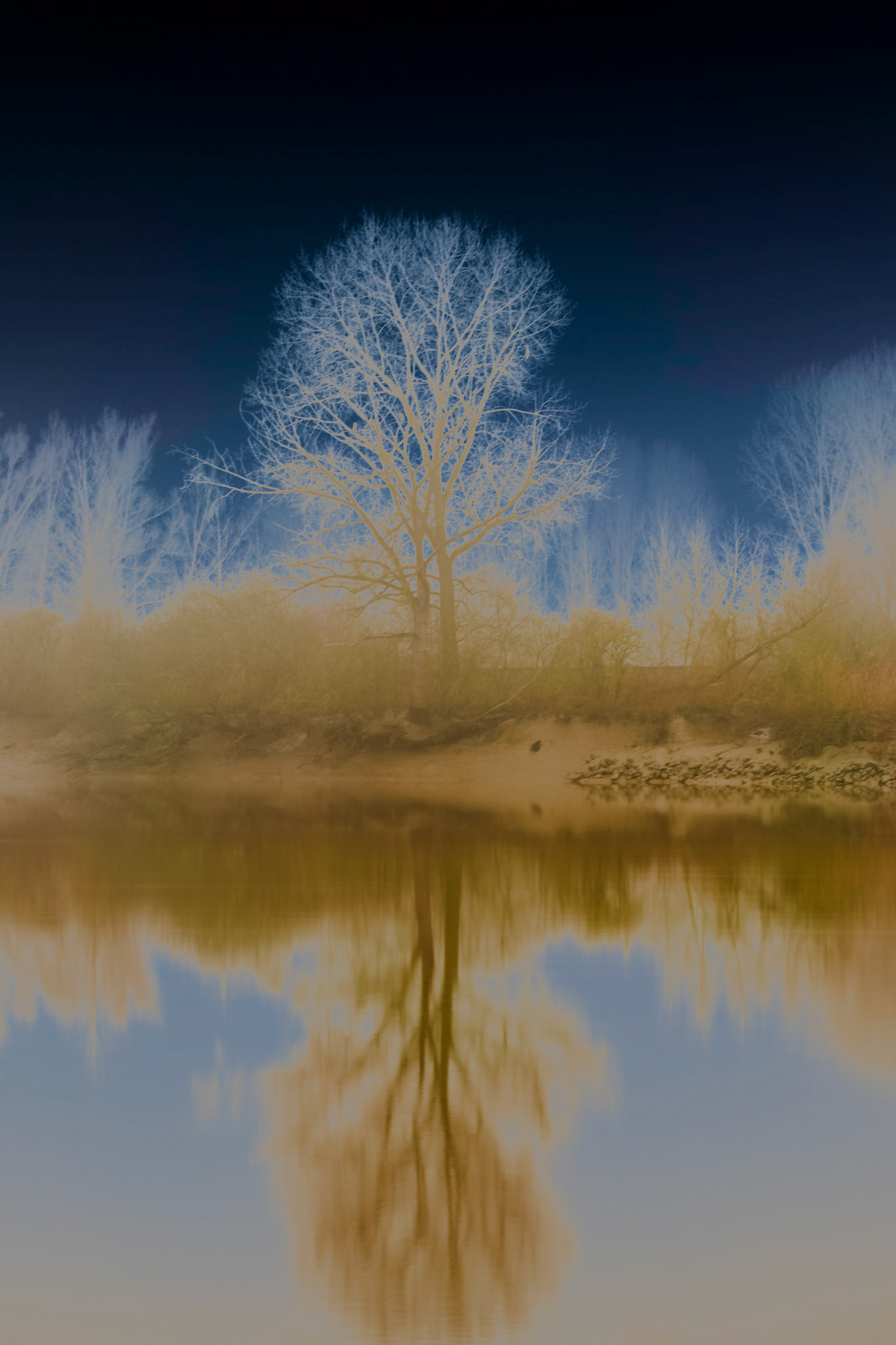 Tree reflected in Schelde