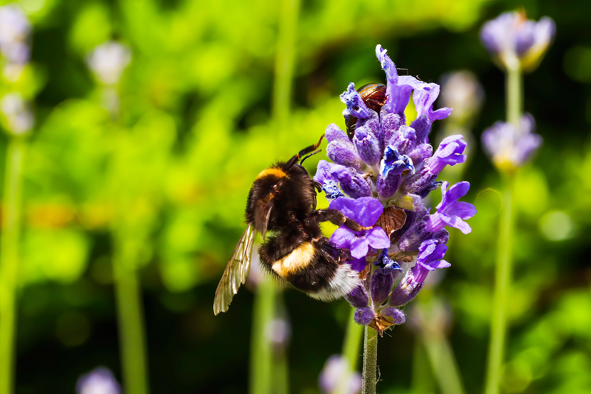 Bumblebee on Lavendula Angustifolia IV