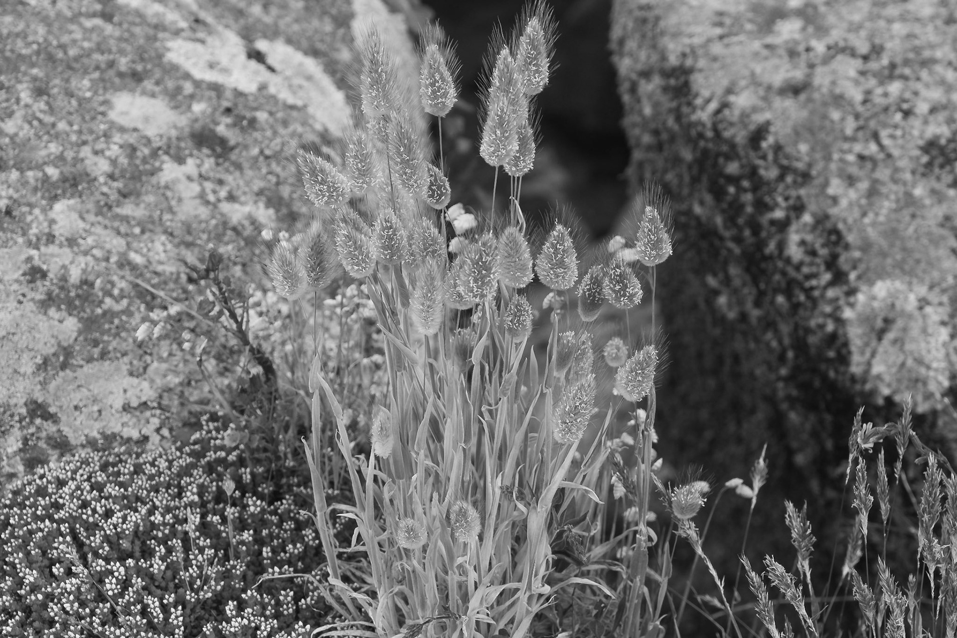 In black and white only the structure remains, the fine haired grass stands out against the giant boulders