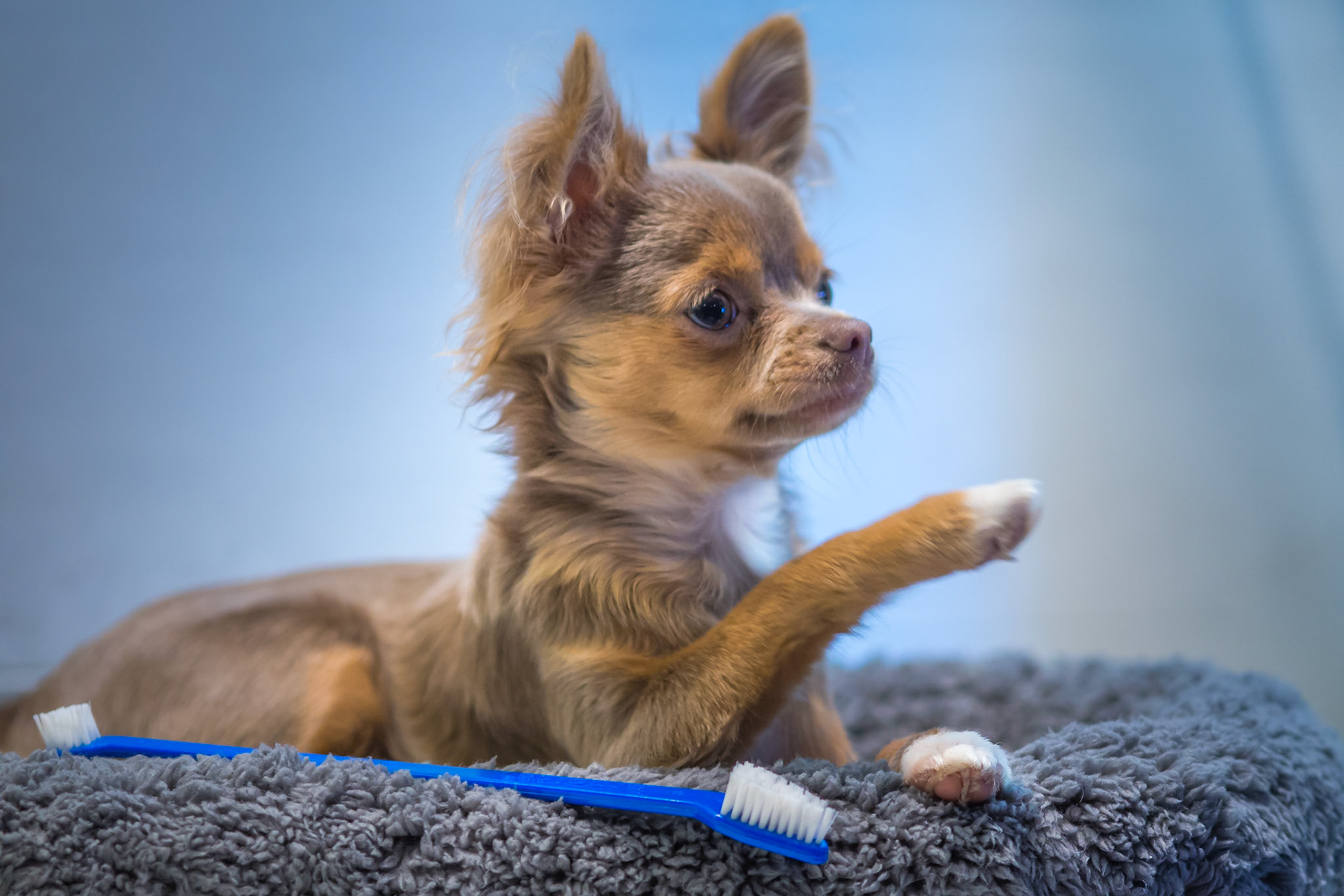 Brushed them, now gimme 5!