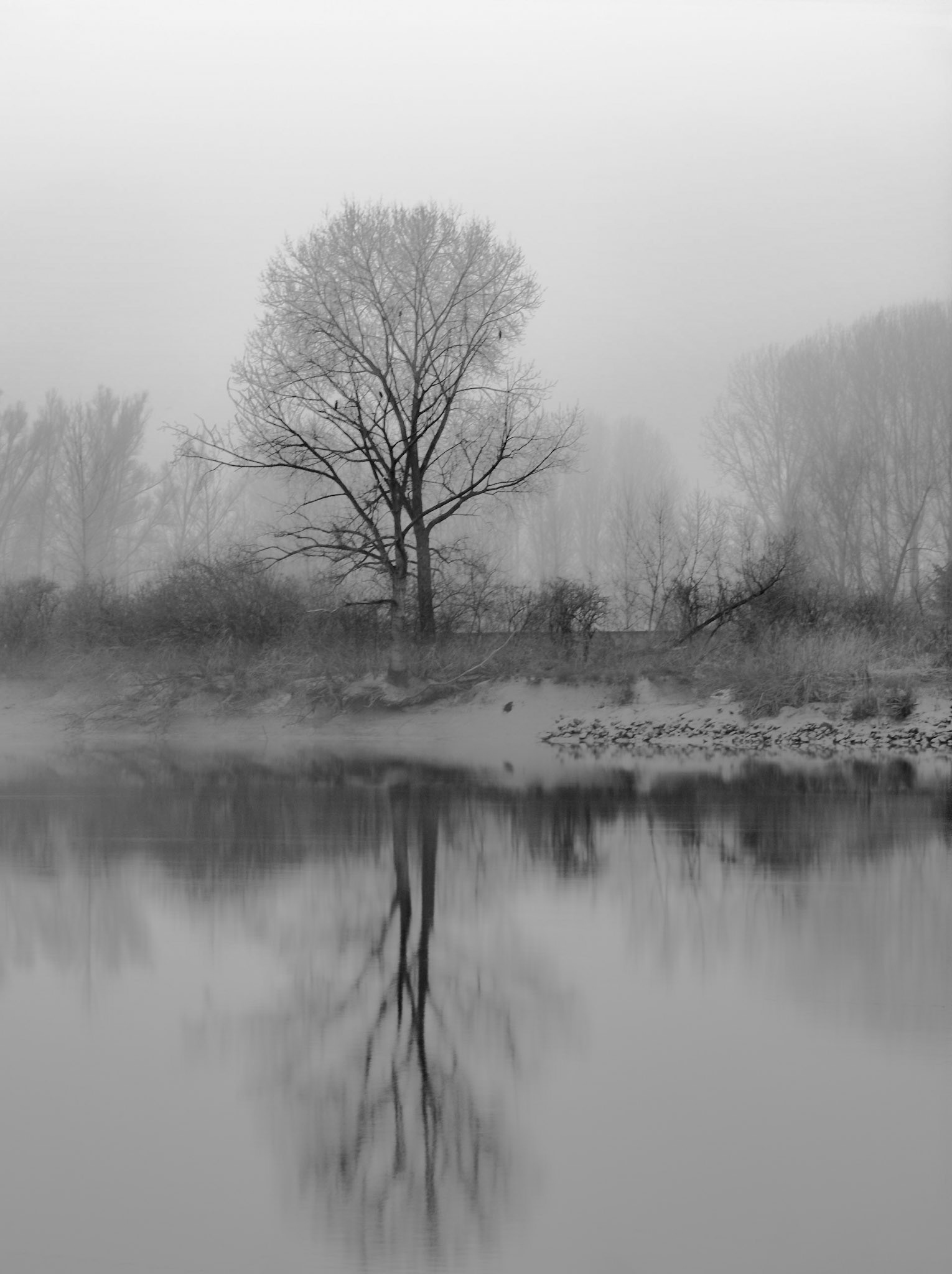 Tree reflected in Schelde BW