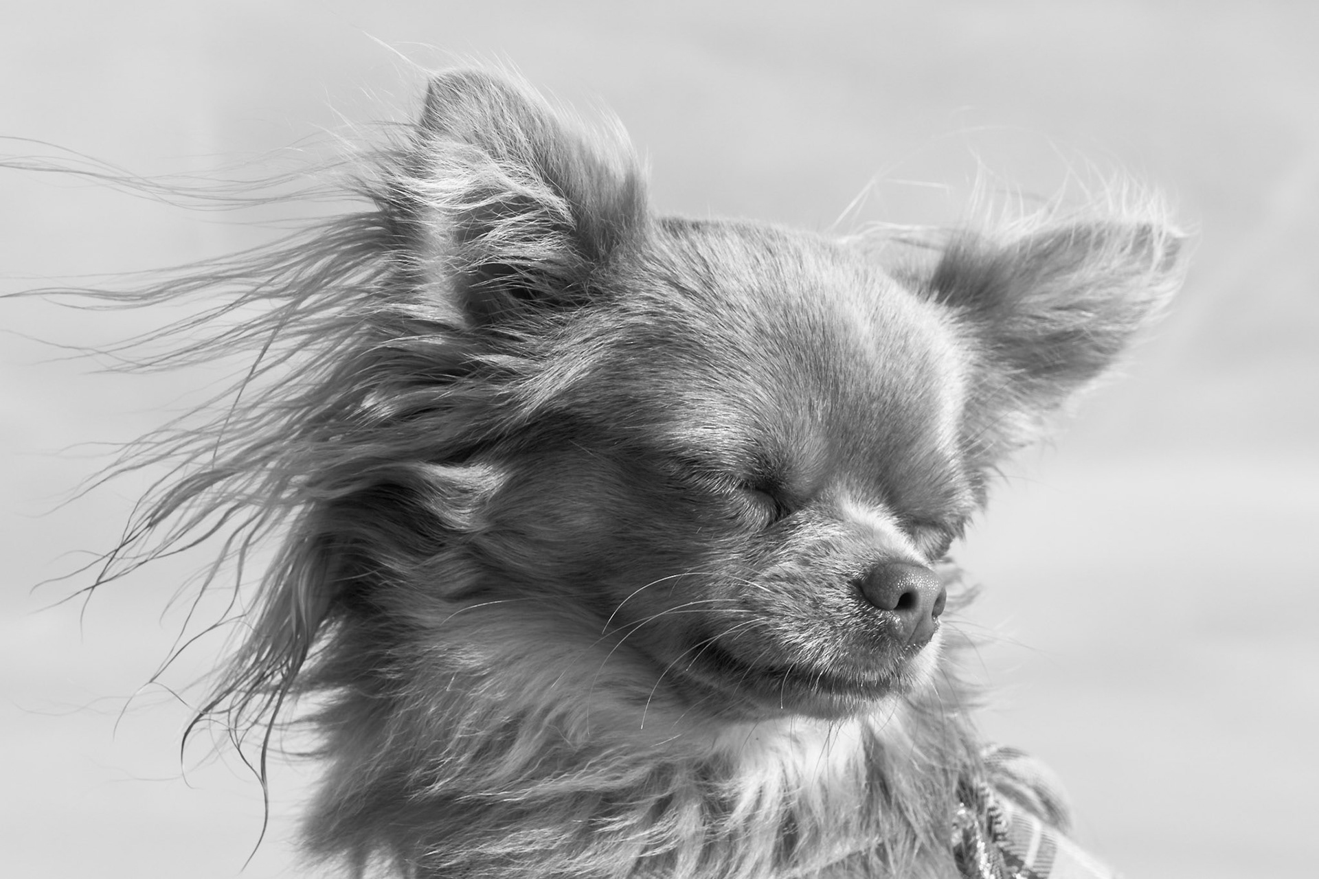 Chihuahua Bowie - Close-up Black and White