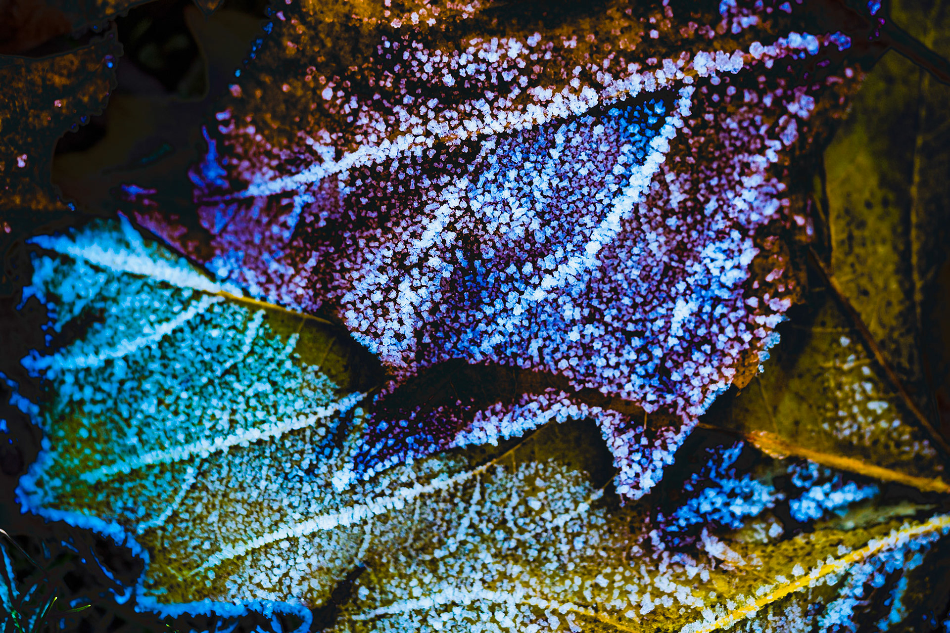 Frozen leafs - Aquamarine and Purple
