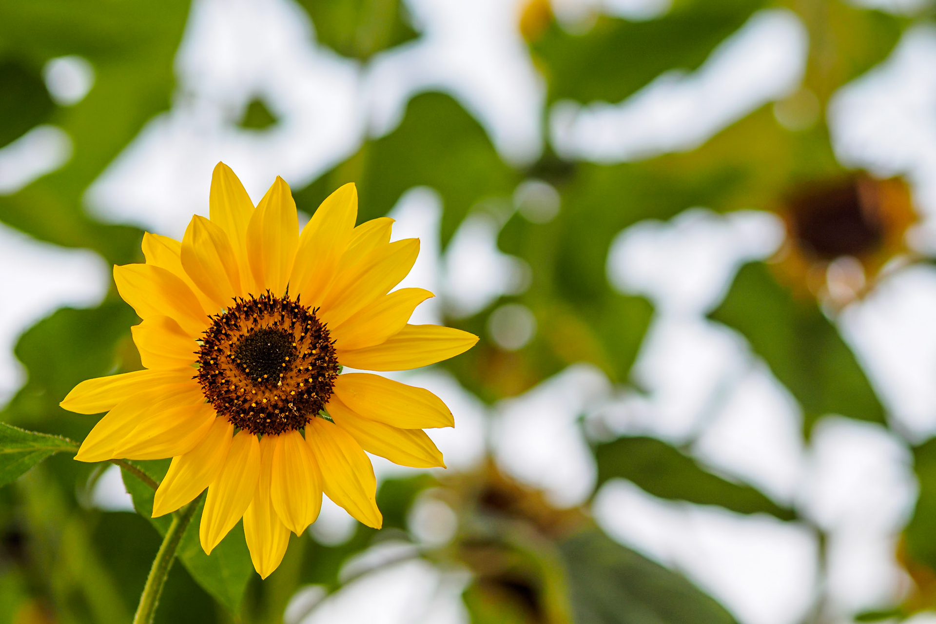 Sunflower head with green foliage background